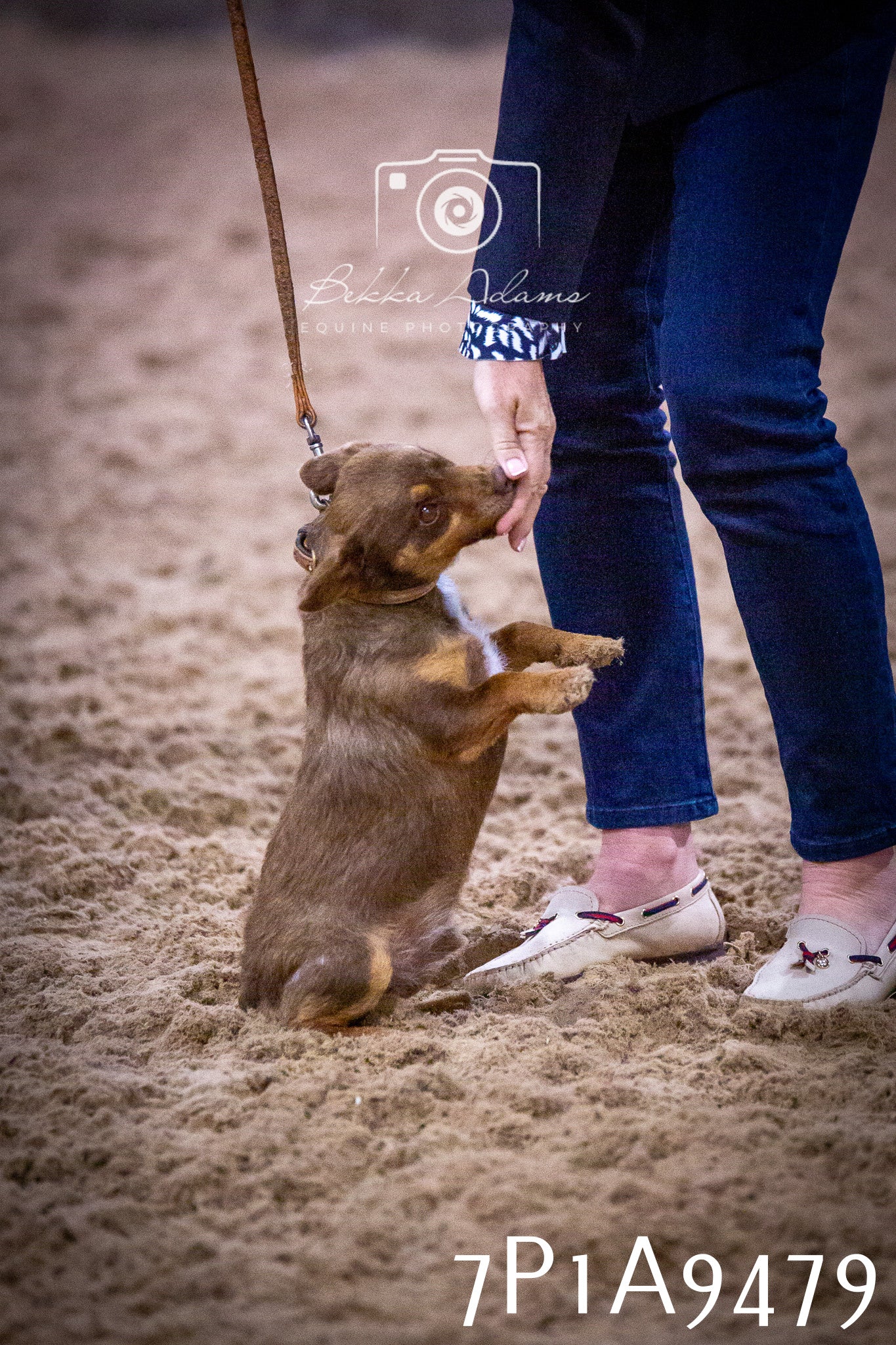 JHOYS 2025 - Dog Show - 12th September