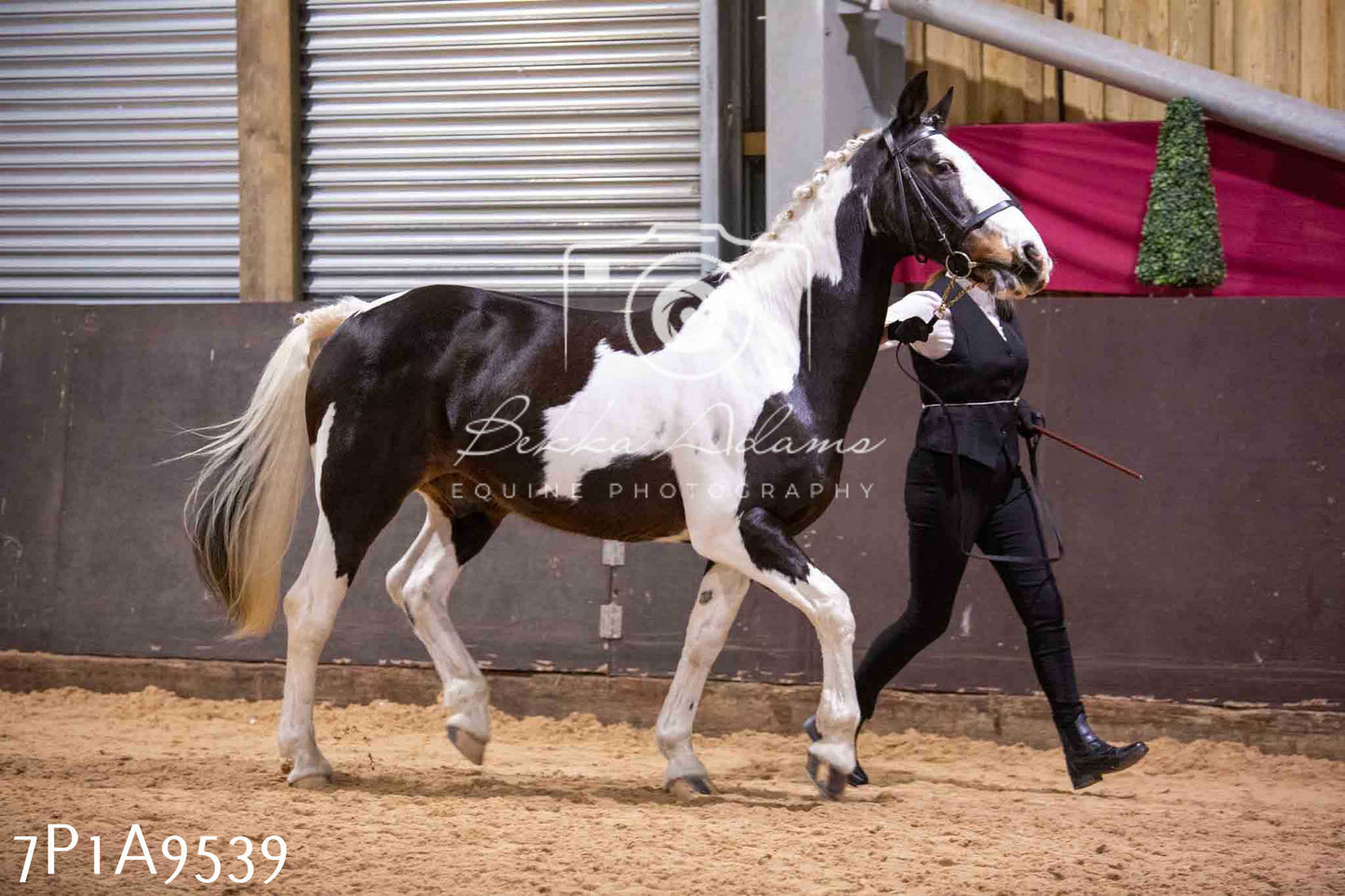 Home Farm Spring Show - Inhand Showing 23rd March 2024 - Part 2