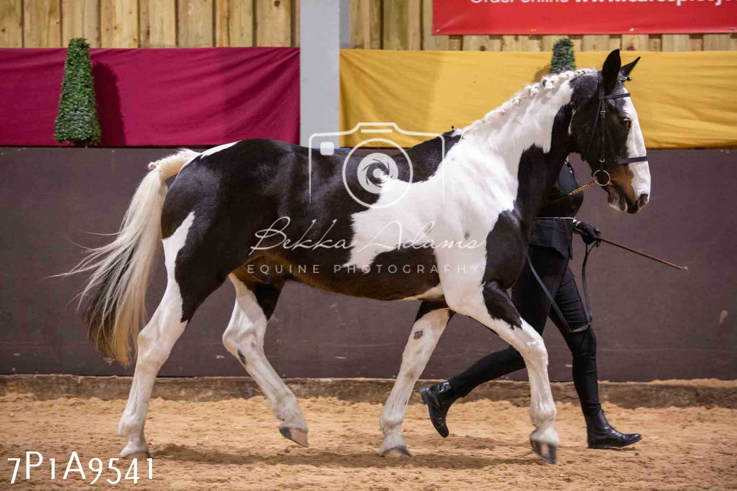 Home Farm Spring Show - Inhand Showing 23rd March 2024 - Part 2