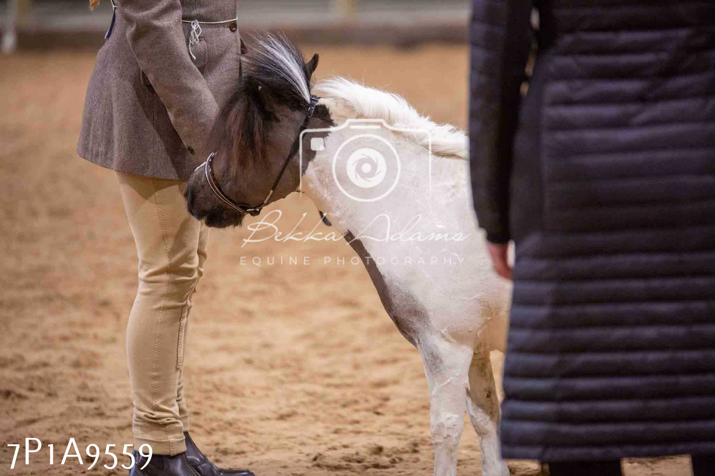 Home Farm Spring Show - Inhand Showing 23rd March 2024 - Part 2