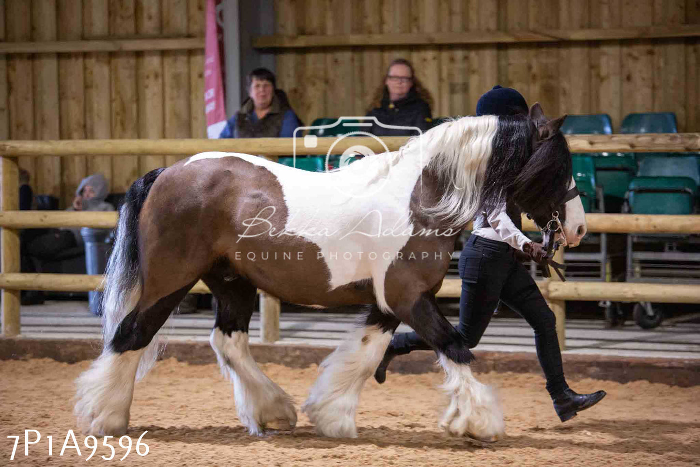 Home Farm Spring Show - Inhand Showing 23rd March 2024 - Part 2