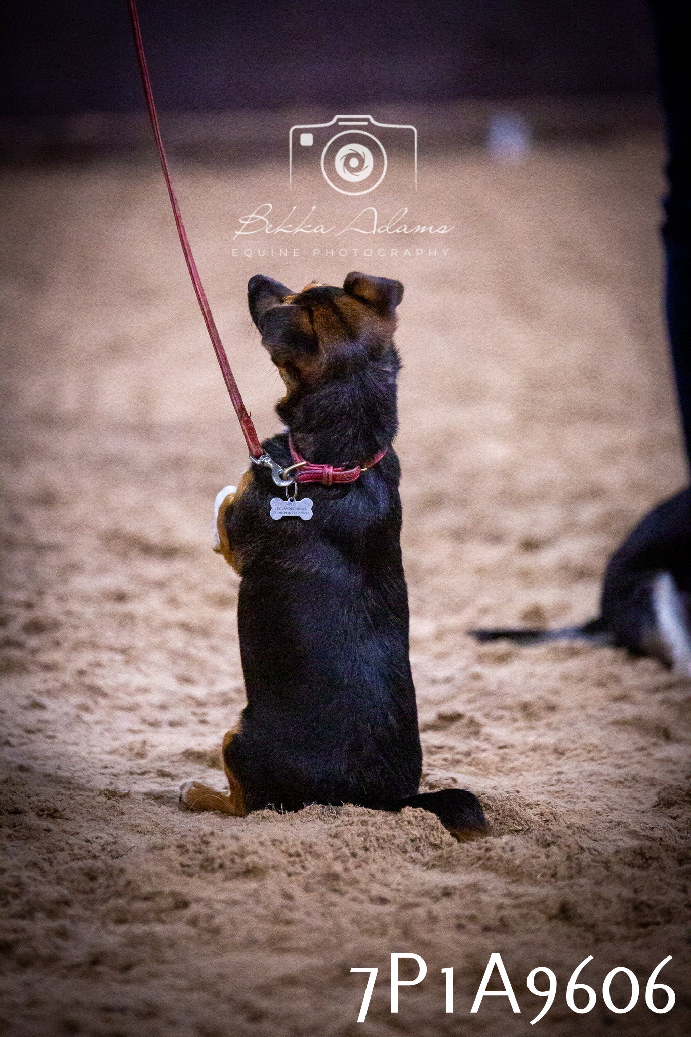 JHOYS 2025 - Dog Show - 12th September