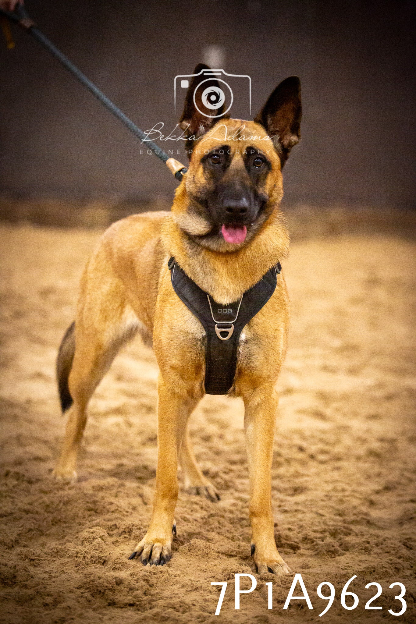 JHOYS 2025 - Dog Show - 12th September