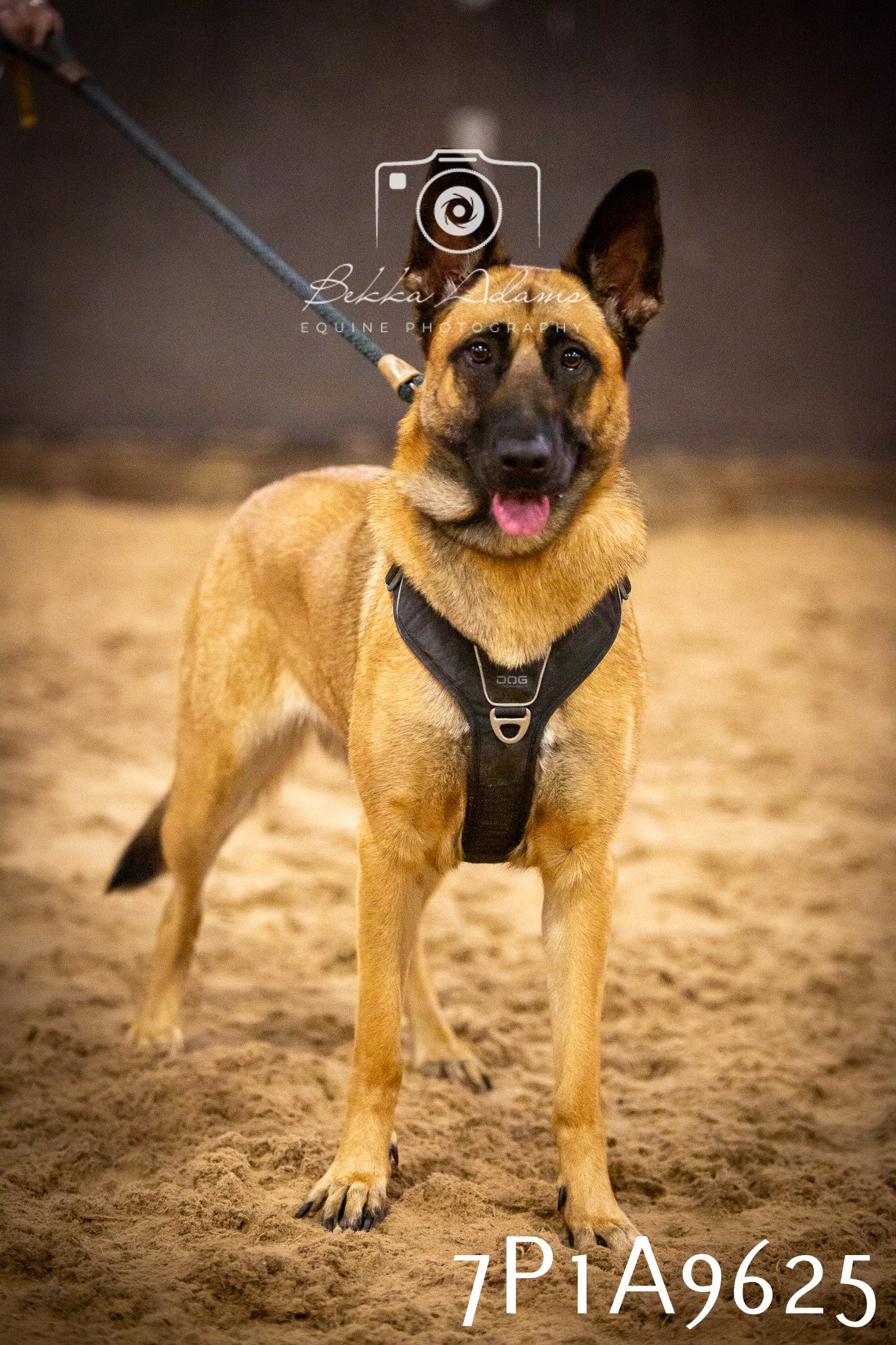 JHOYS 2025 - Dog Show - 12th September