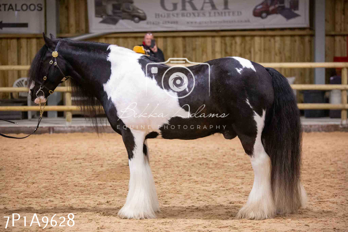 Home Farm Spring Show - Inhand Showing 23rd March 2024 - Part 2