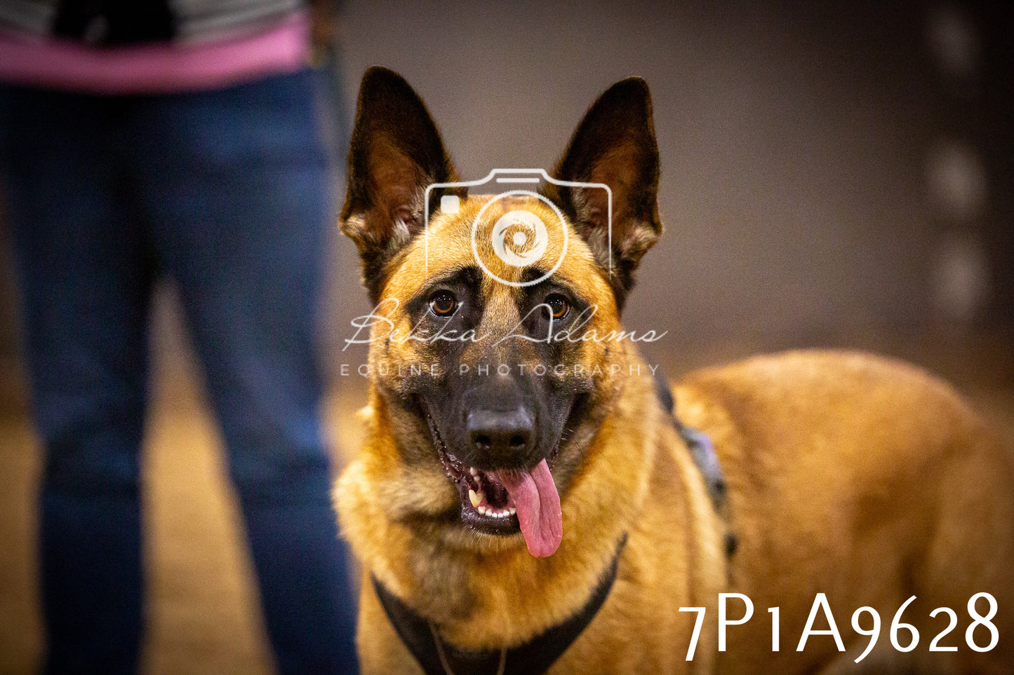 JHOYS 2025 - Dog Show - 12th September