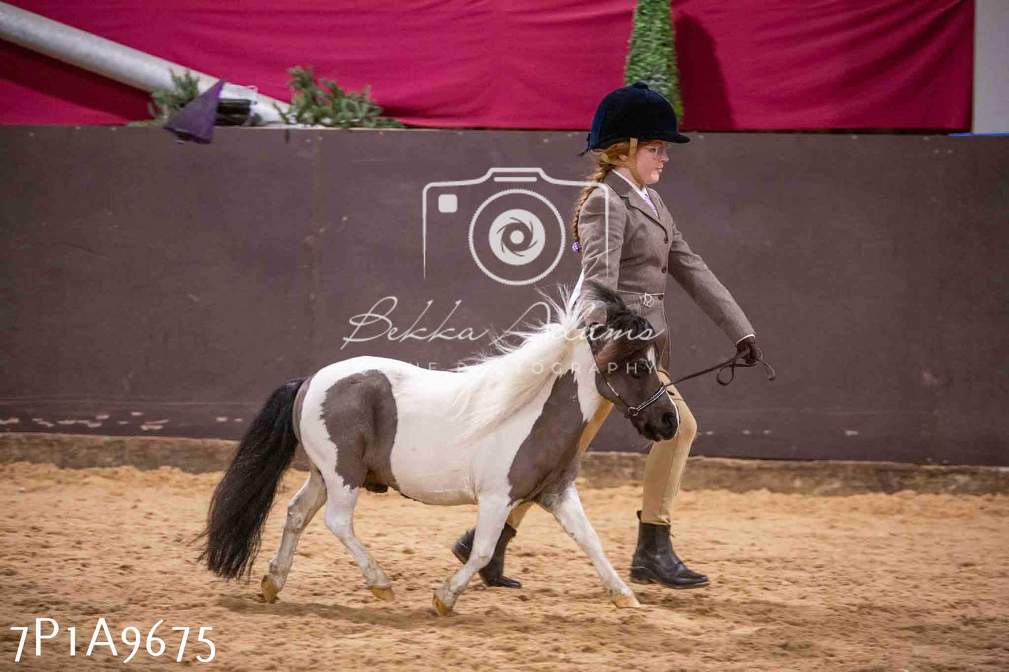 Home Farm Spring Show - Inhand Showing 23rd March 2024 - Part 2