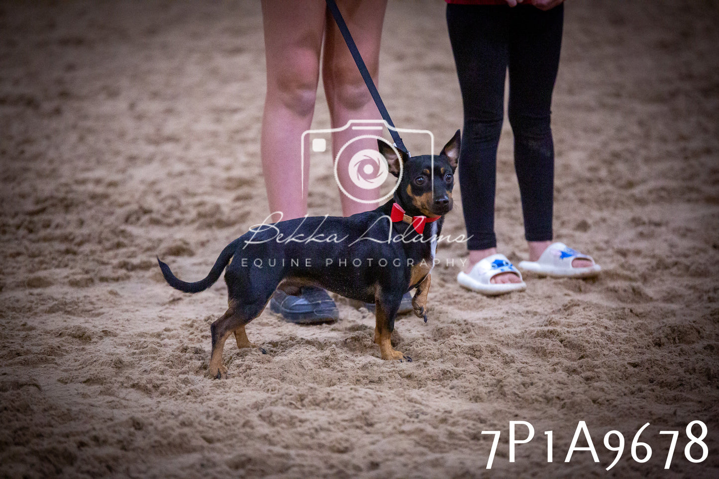 JHOYS 2025 - Dog Show - 12th September