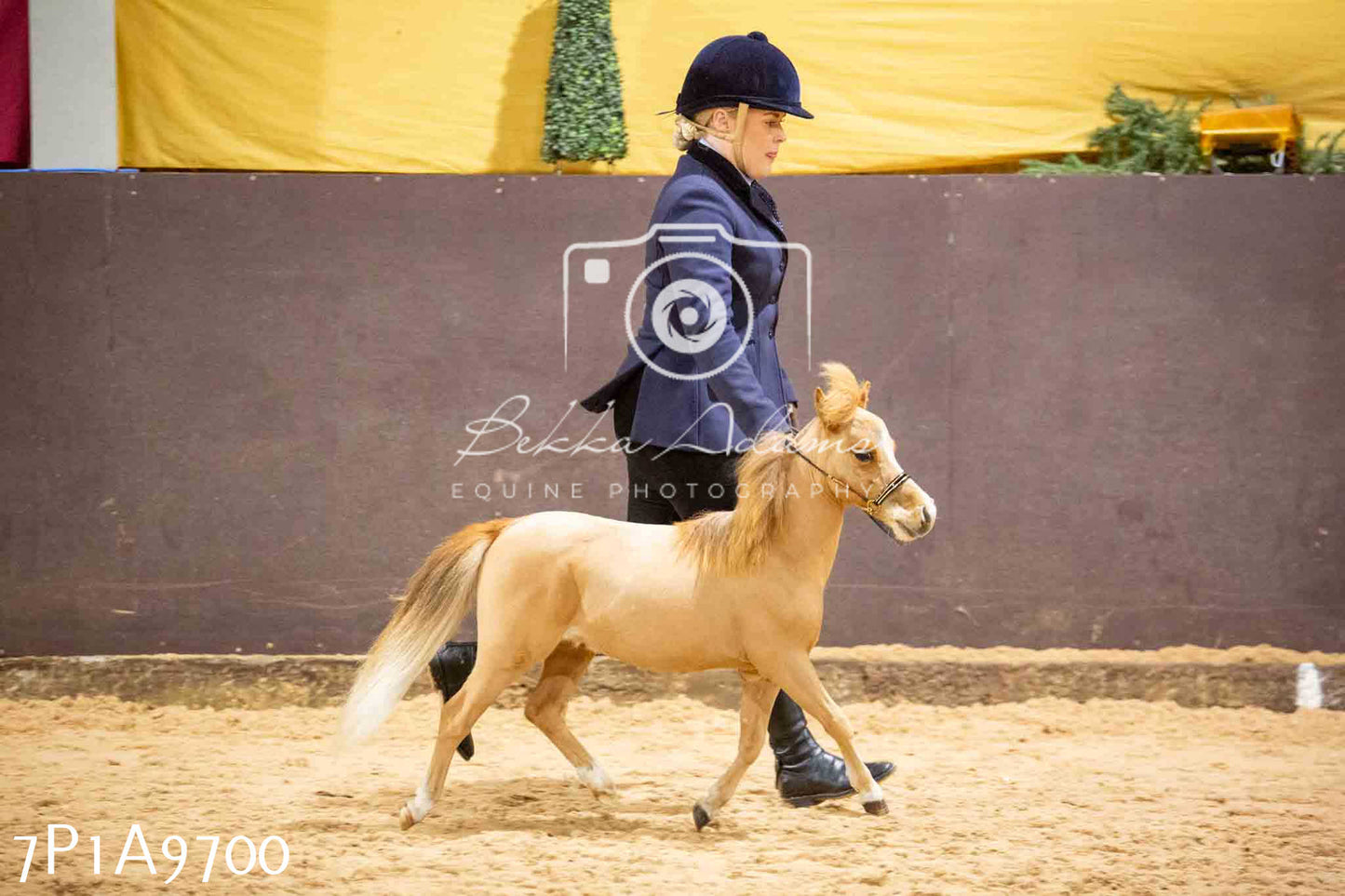 Home Farm Spring Show - Inhand Showing 23rd March 2024 - Part 2