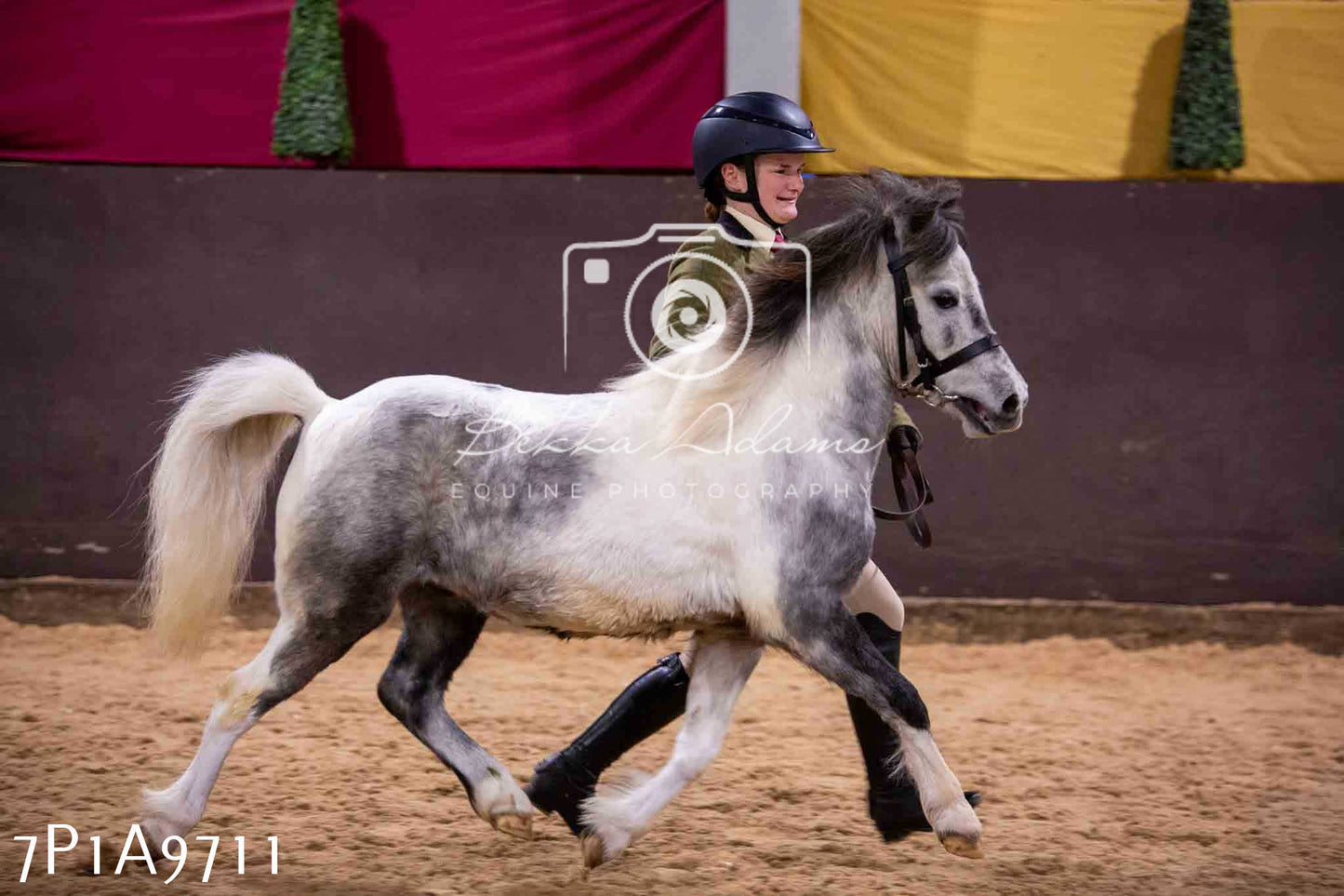 Home Farm Spring Show - Inhand Showing 23rd March 2024 - Part 2