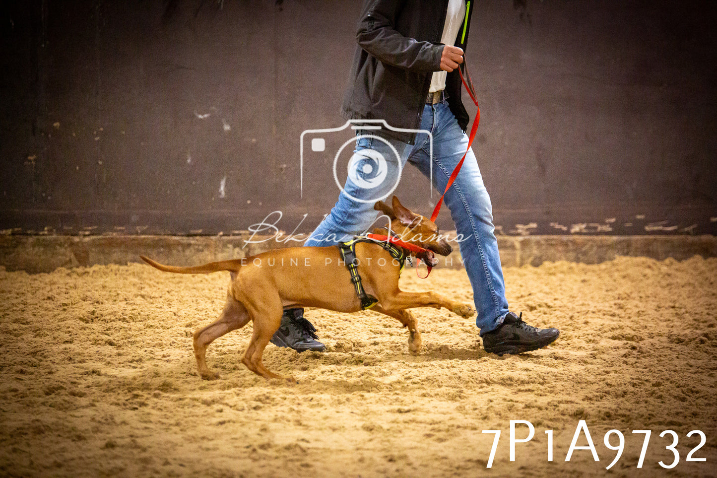 JHOYS 2025 - Dog Show - 12th September