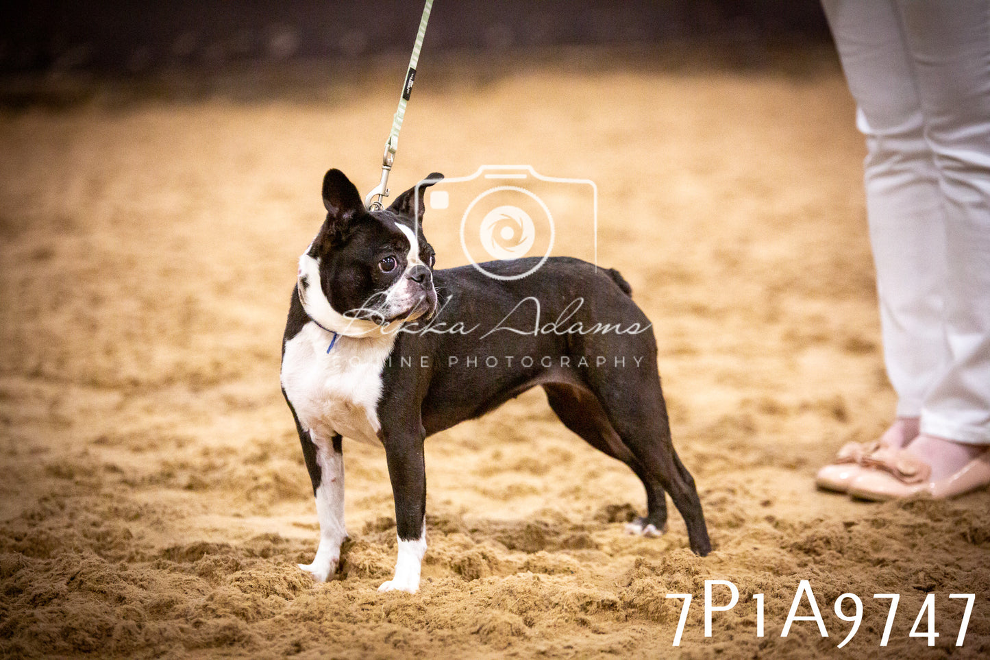 JHOYS 2025 - Dog Show - 12th September