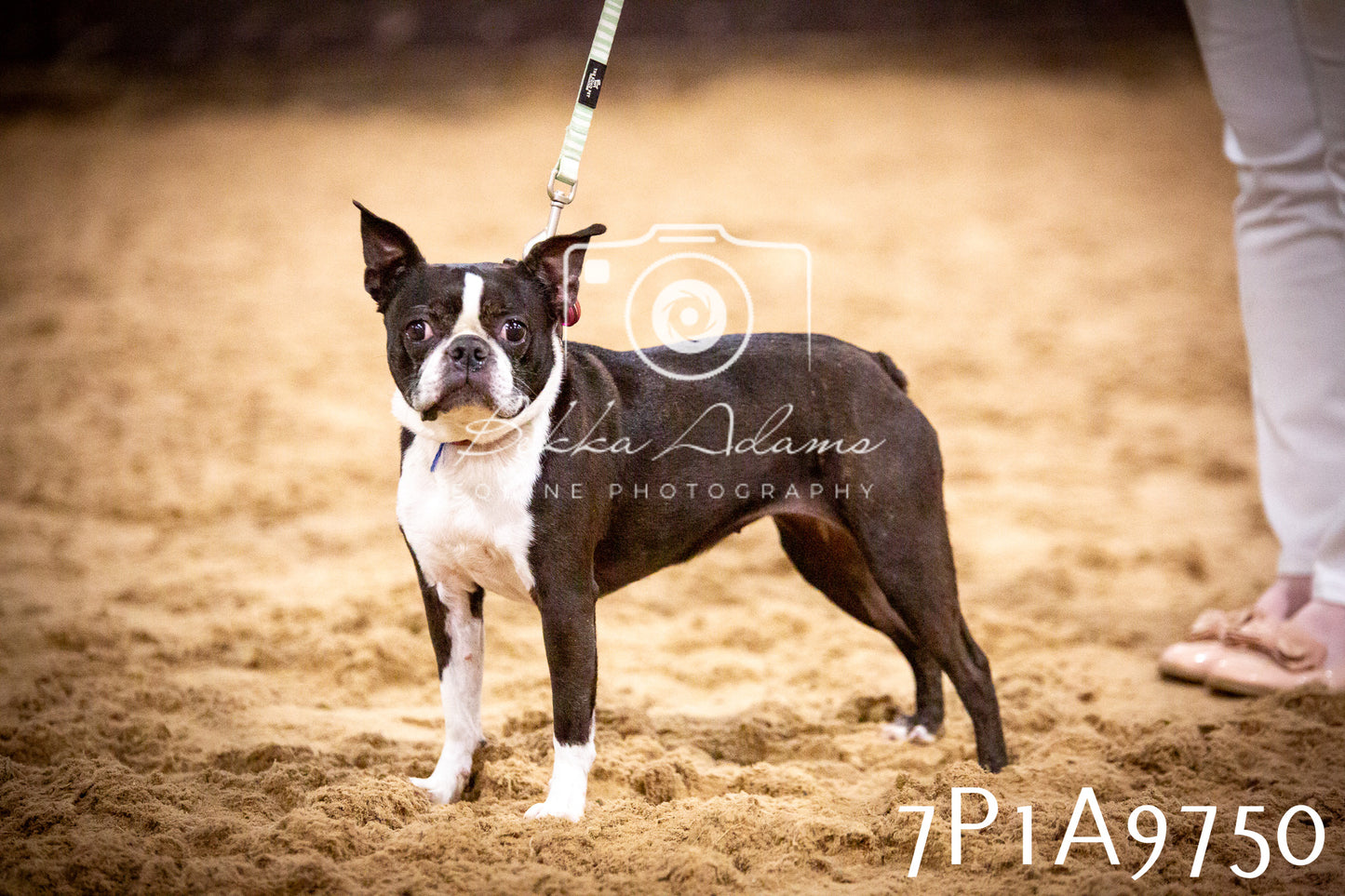 JHOYS 2025 - Dog Show - 12th September