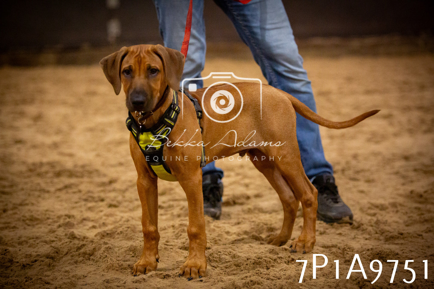 JHOYS 2025 - Dog Show - 12th September