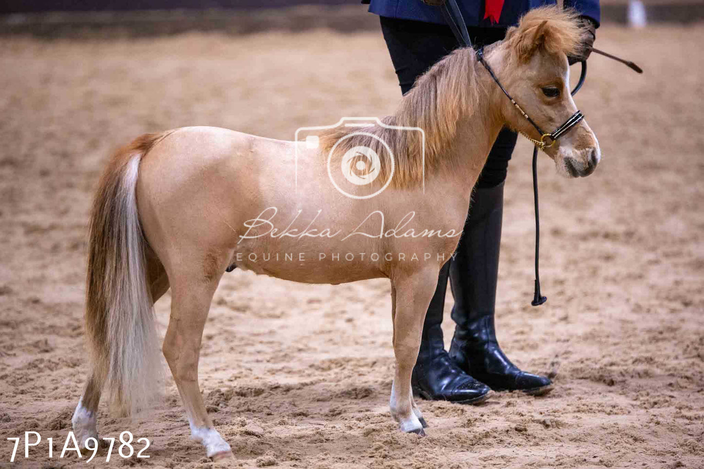 Home Farm Spring Show - Inhand Showing 23rd March 2024 - Part 2