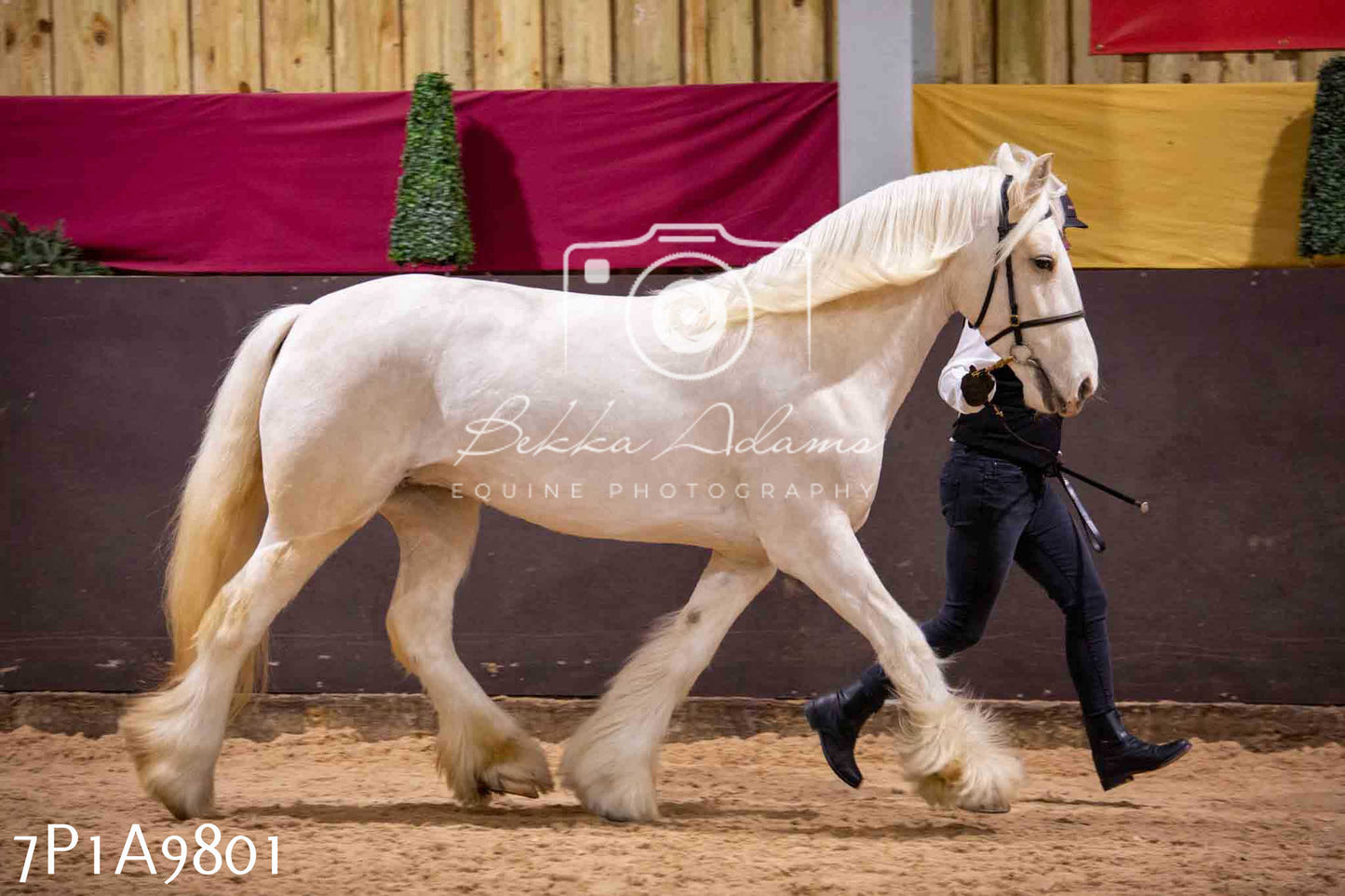 Home Farm Spring Show - Inhand Showing 23rd March 2024 - Part 2