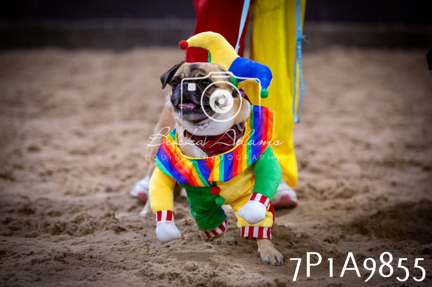 JHOYS 2025 - Dog Show - 12th September