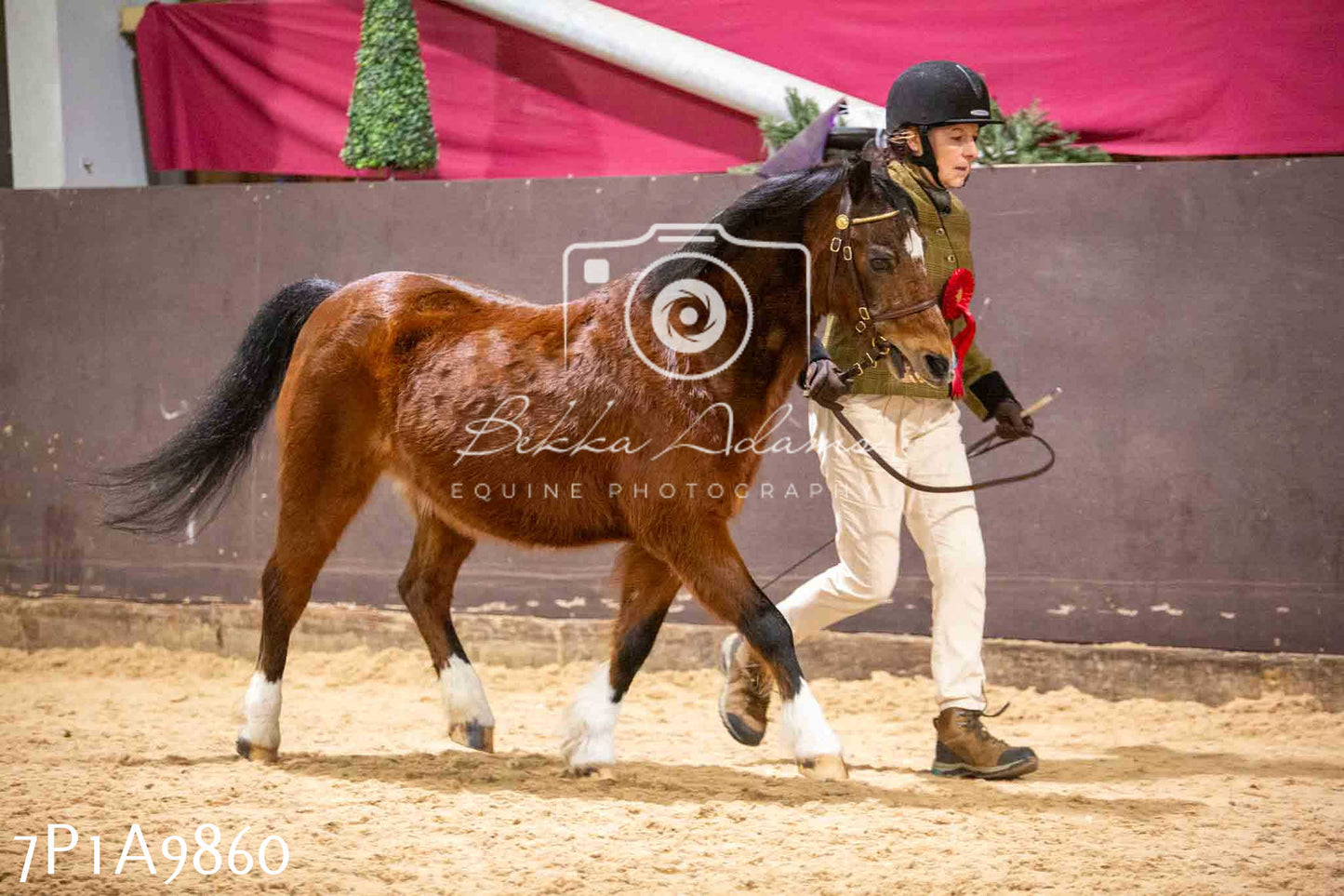 Home Farm Spring Show - Inhand Showing 23rd March 2024 - Part 2