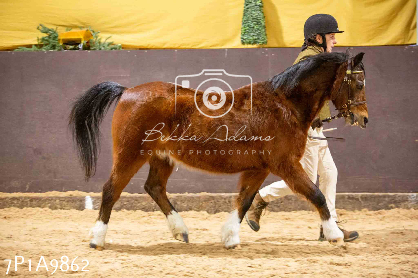 Home Farm Spring Show - Inhand Showing 23rd March 2024 - Part 2