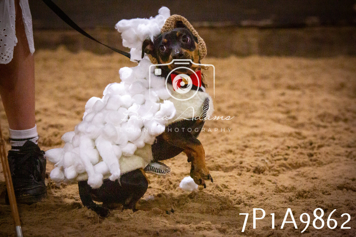 JHOYS 2025 - Dog Show - 12th September