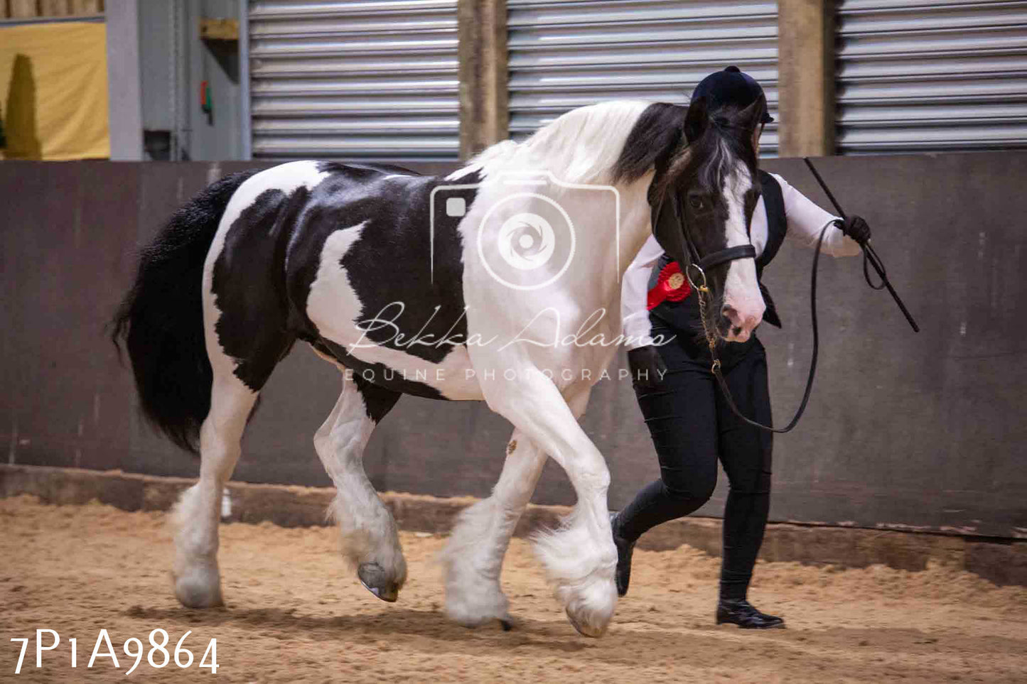 Home Farm Spring Show - Inhand Showing 23rd March 2024 - Part 2