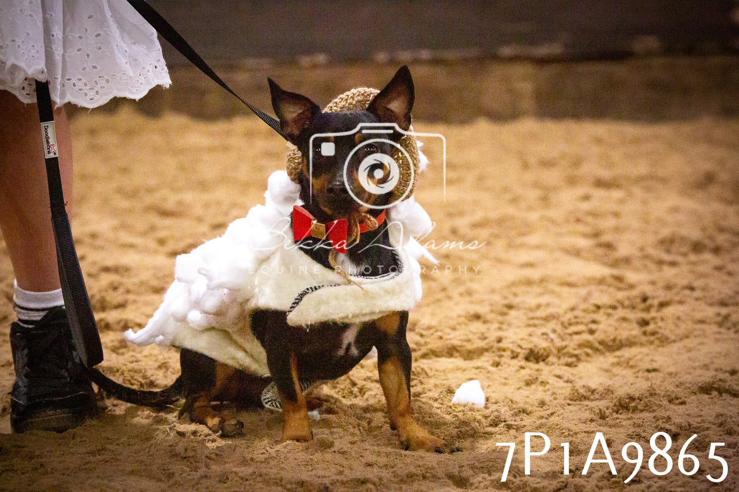 JHOYS 2025 - Dog Show - 12th September