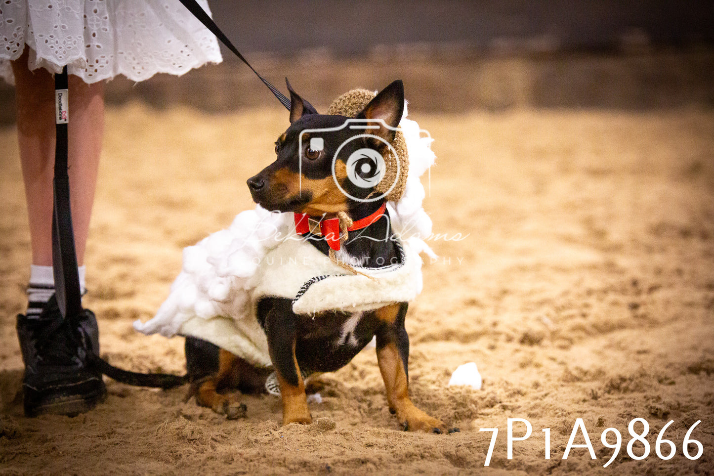 JHOYS 2025 - Dog Show - 12th September