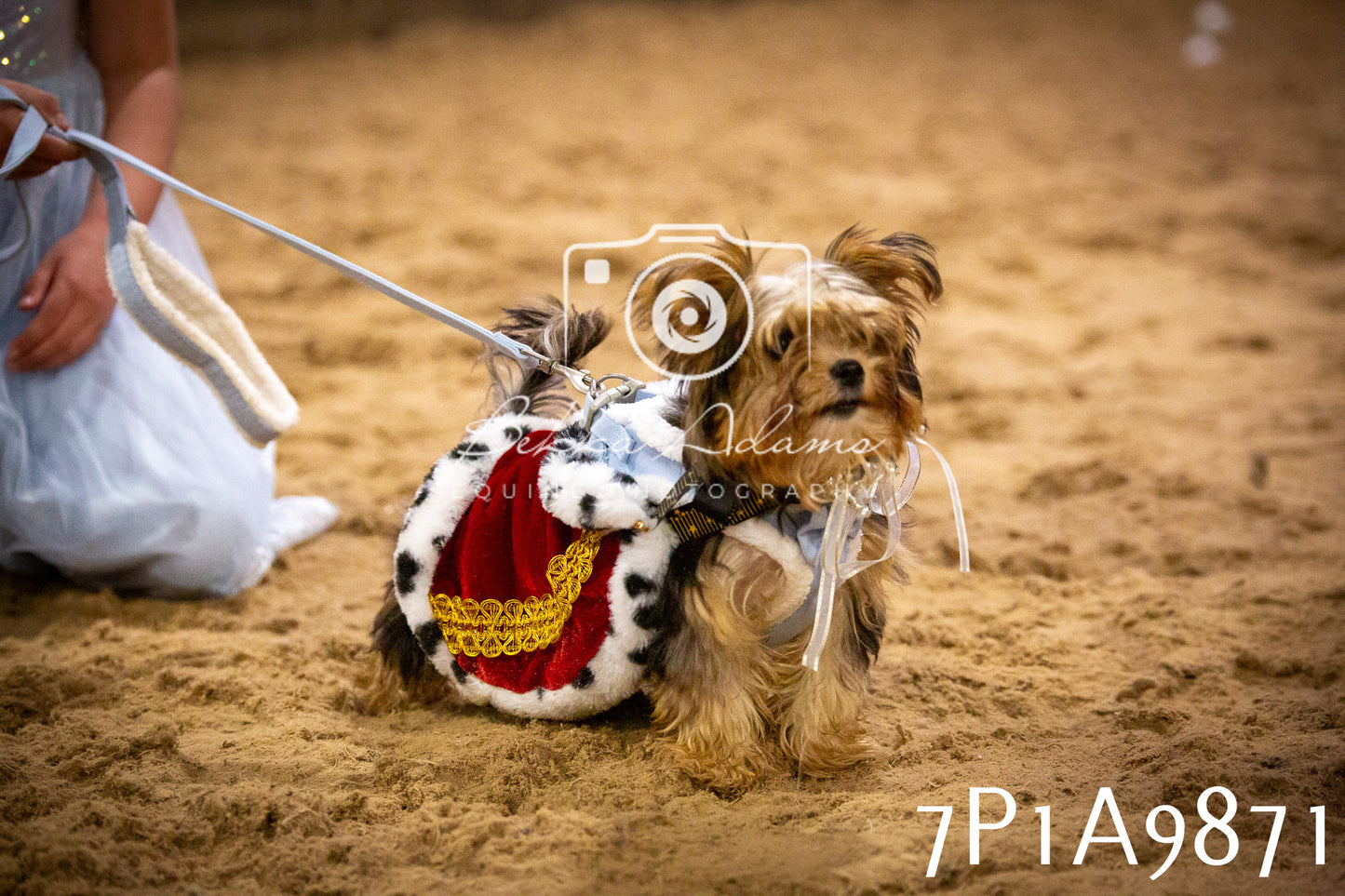 JHOYS 2025 - Dog Show - 12th September