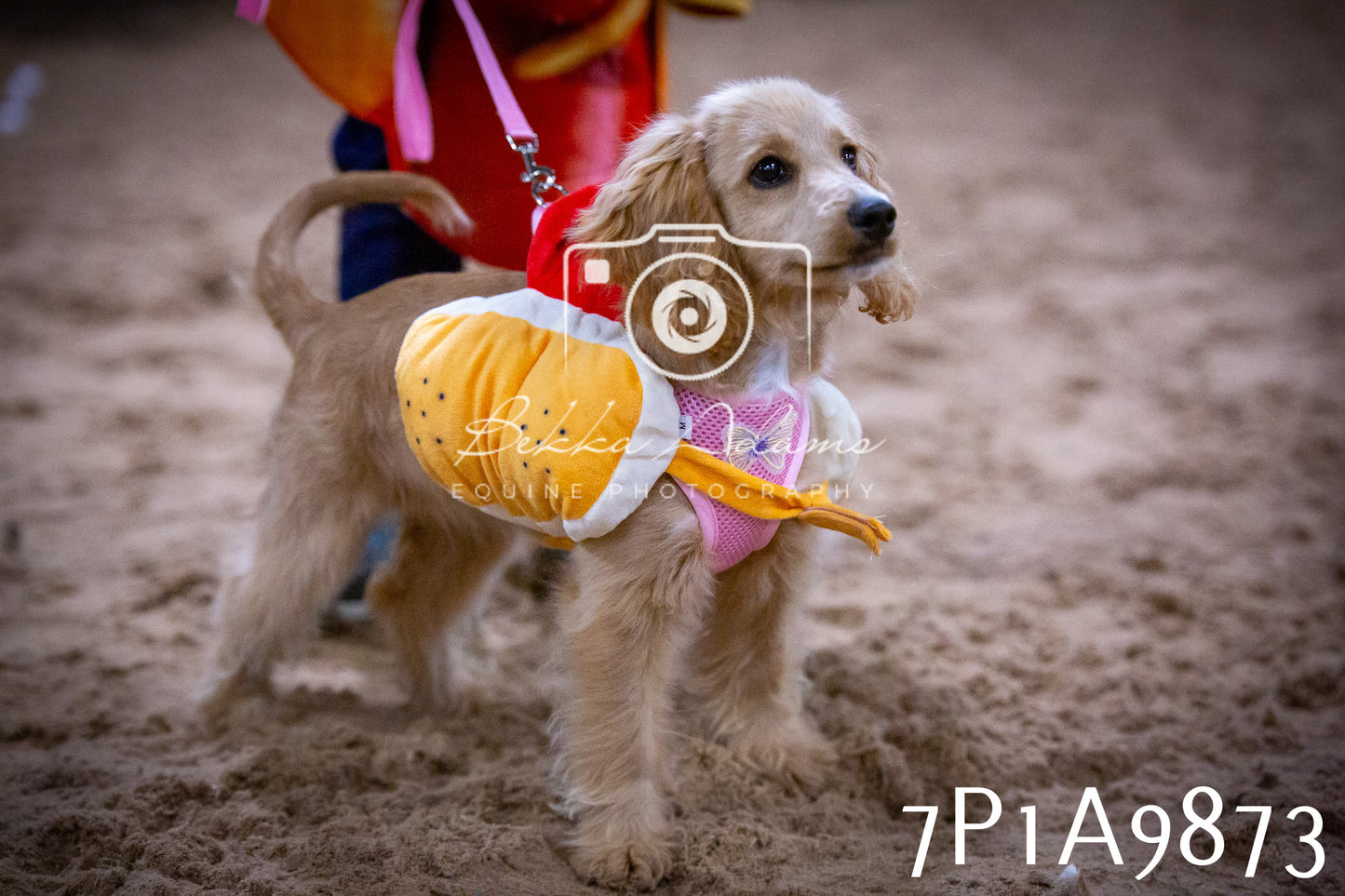 JHOYS 2025 - Dog Show - 12th September