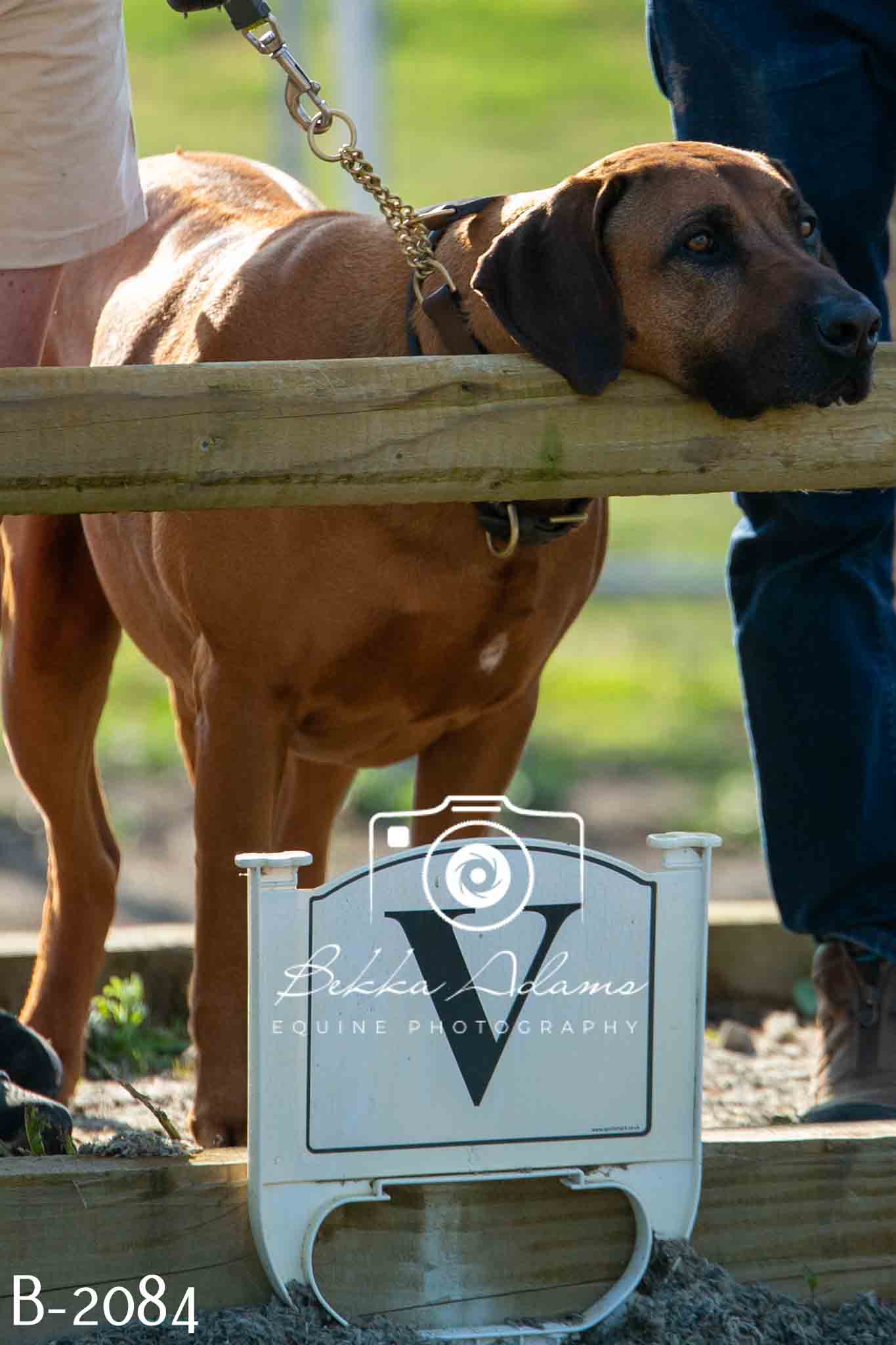 Home Farm Showing 20th June