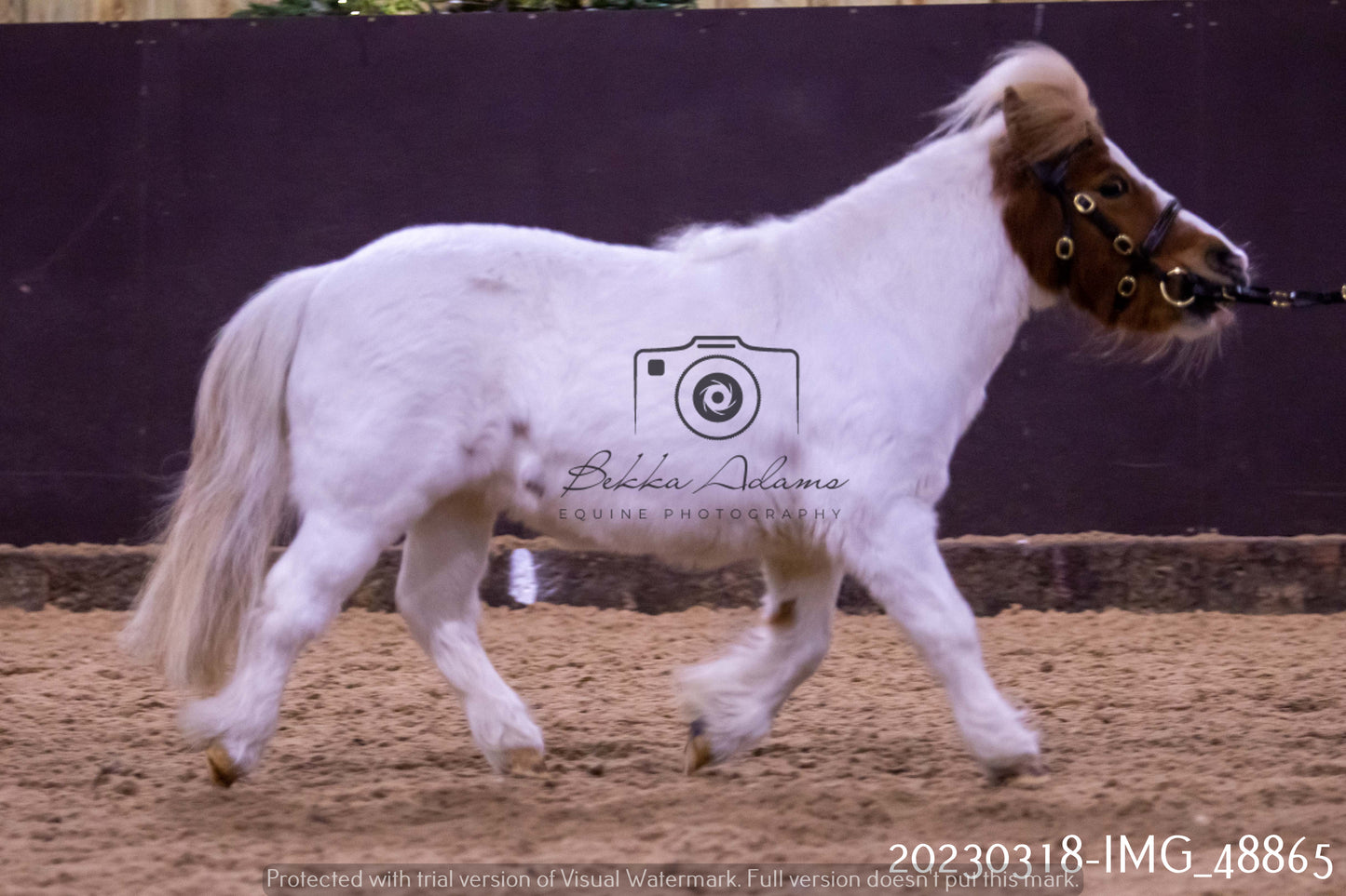 Home Farm Showing 18th March (Inhand)
