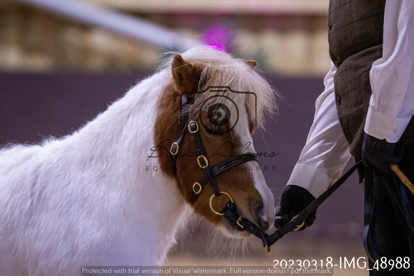 Home Farm Showing 18th March (Inhand)