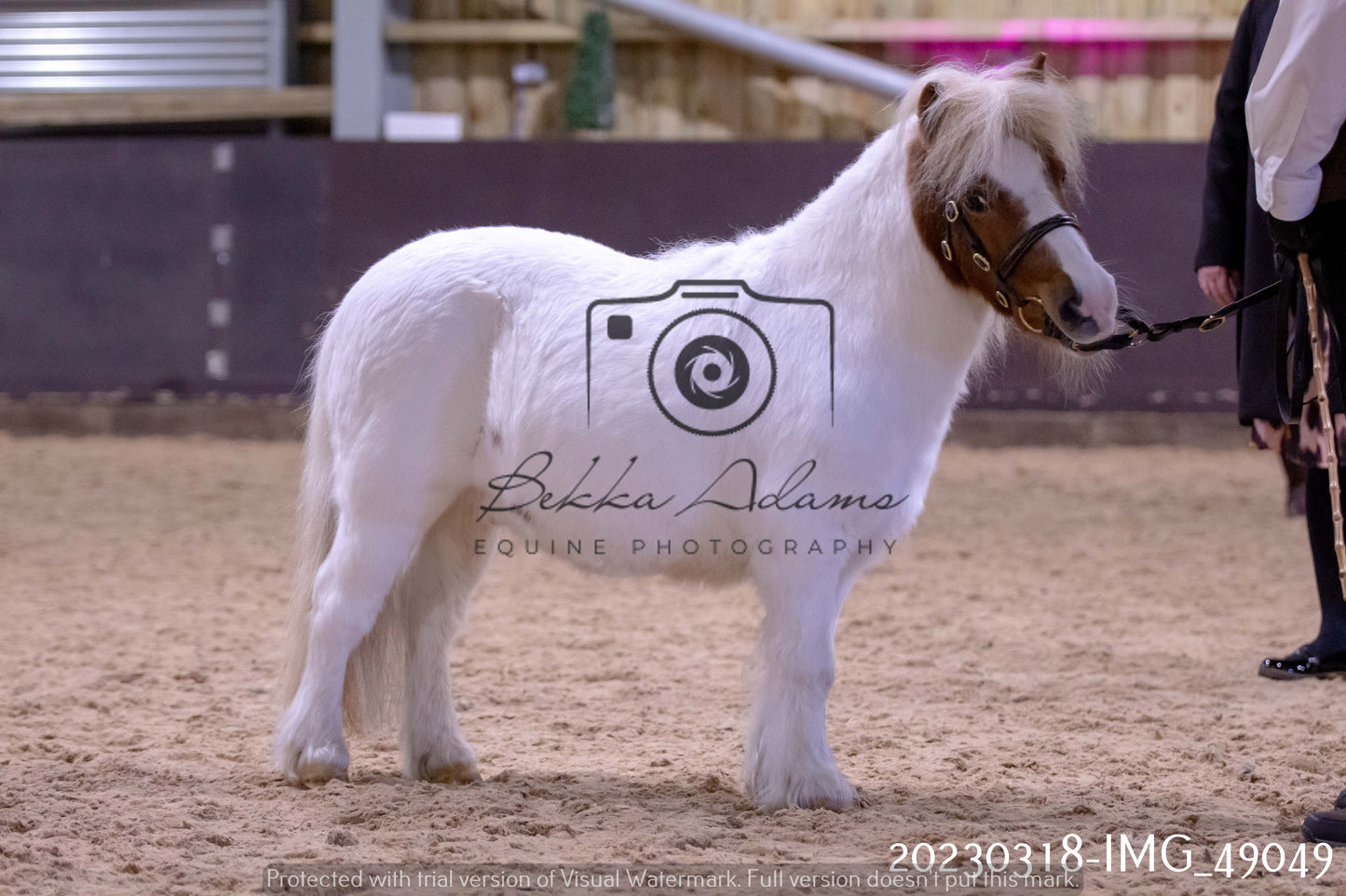 Home Farm Showing 18th March (Inhand)