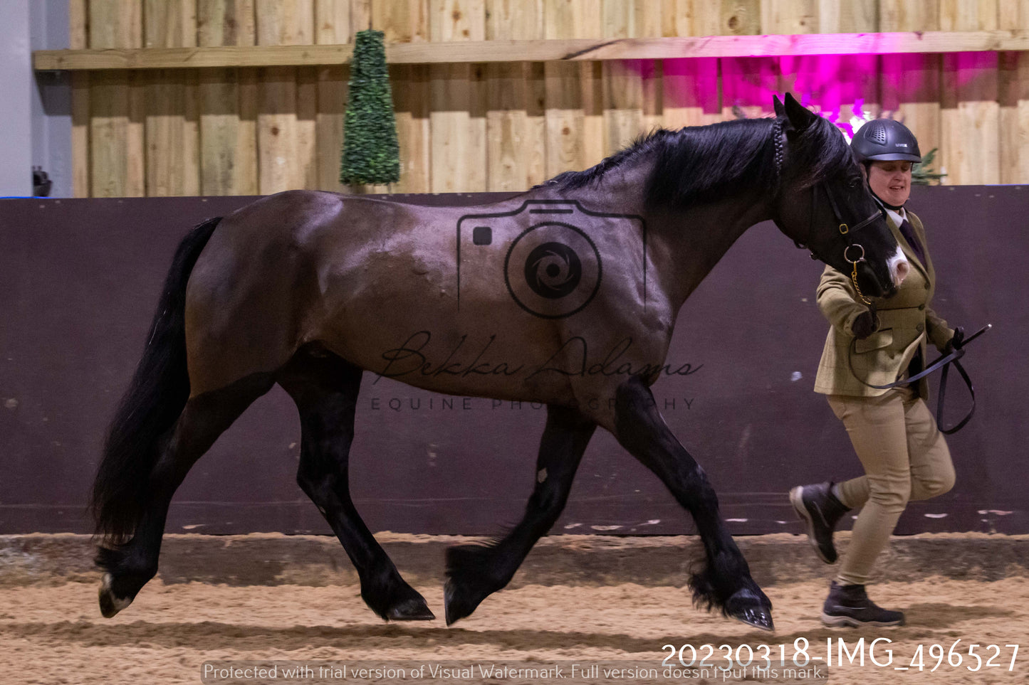 Home Farm Showing 18th March (Inhand)