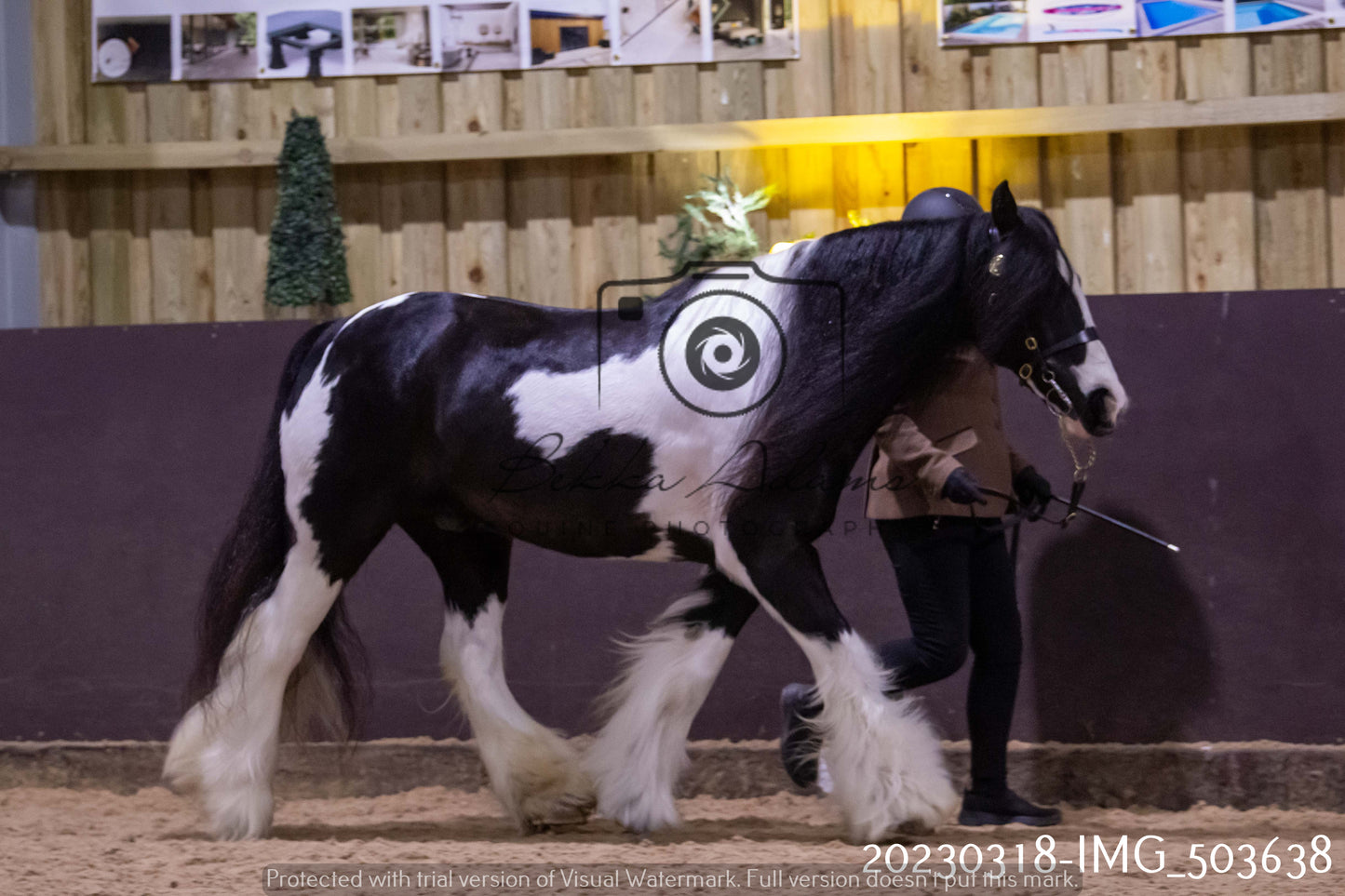 Home Farm Showing 18th March (Inhand)