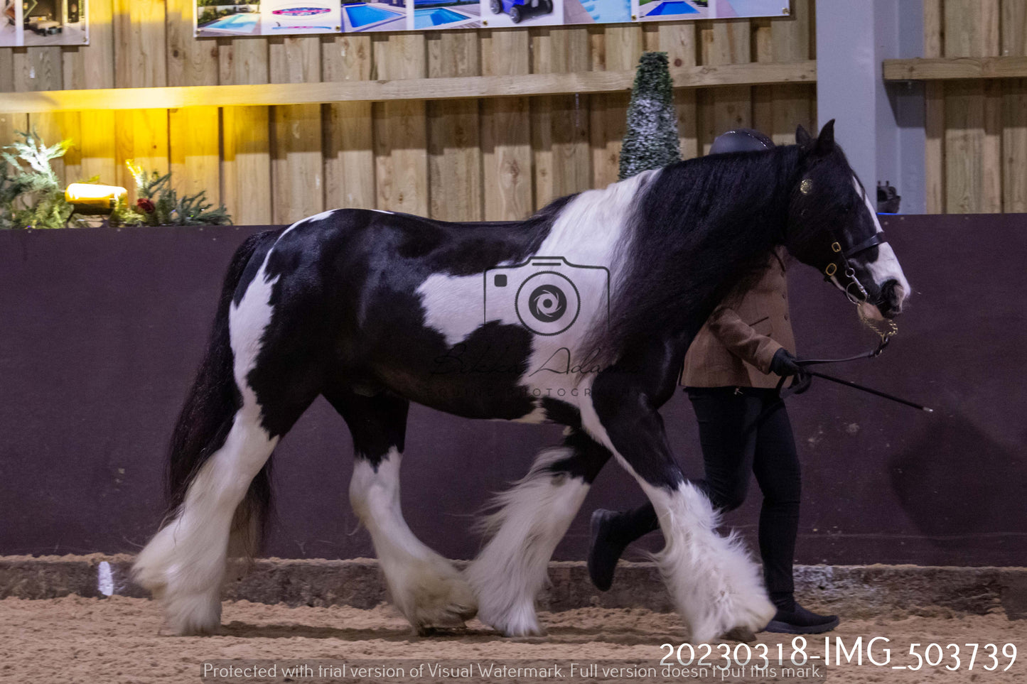 Home Farm Showing 18th March (Inhand)