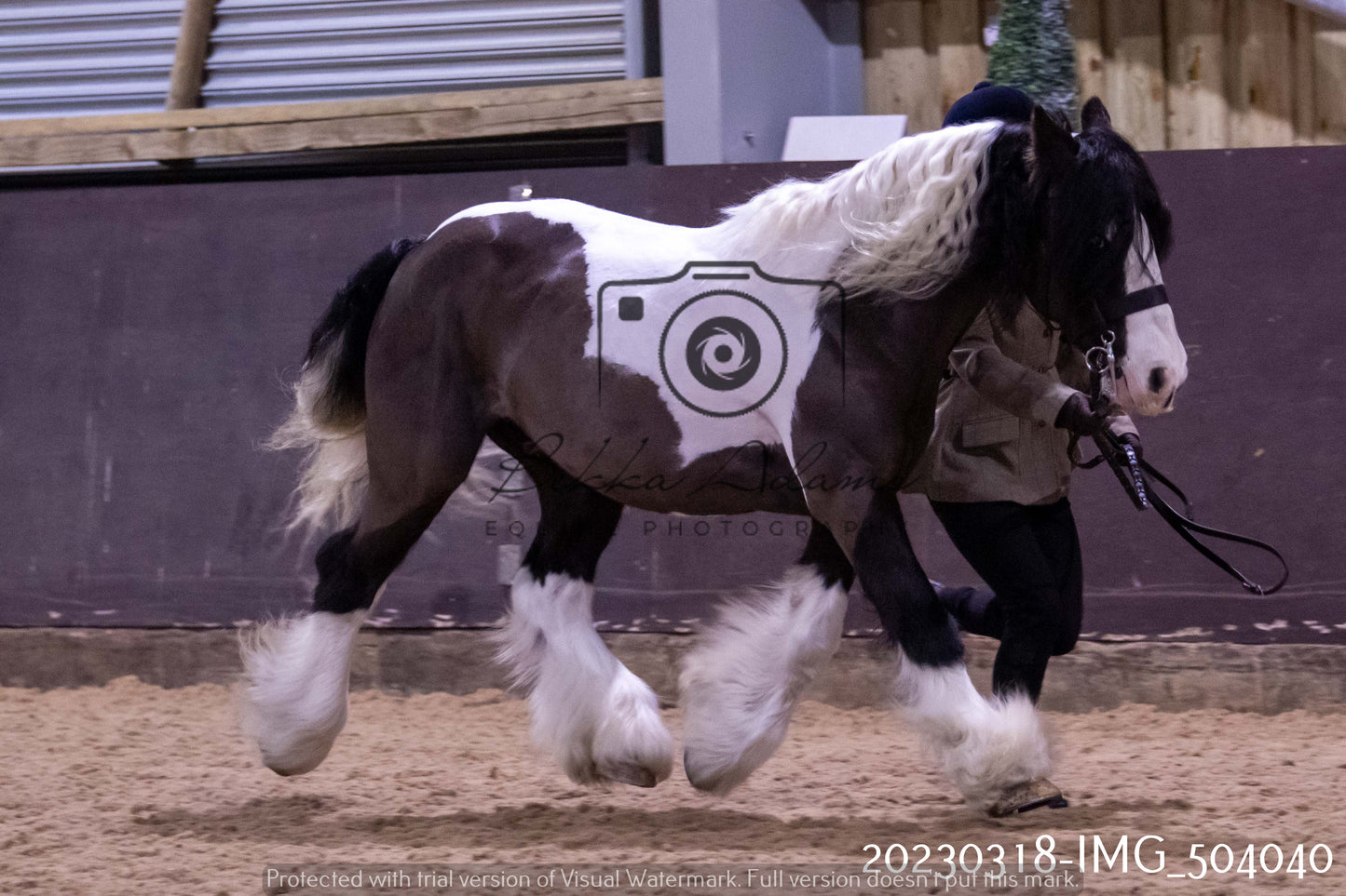 Home Farm Showing 18th March (Inhand)