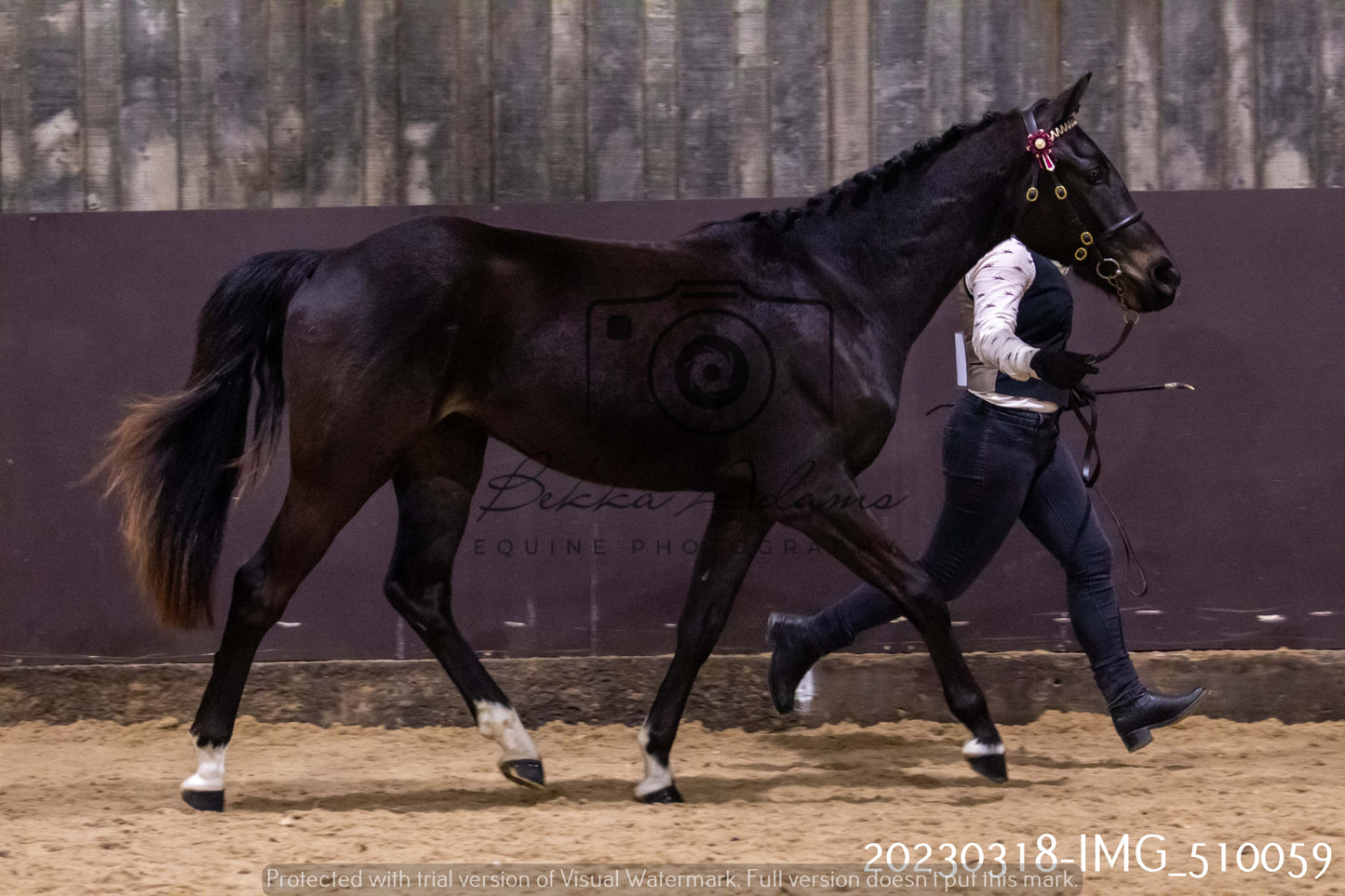 Home Farm Showing 18th March (Inhand)