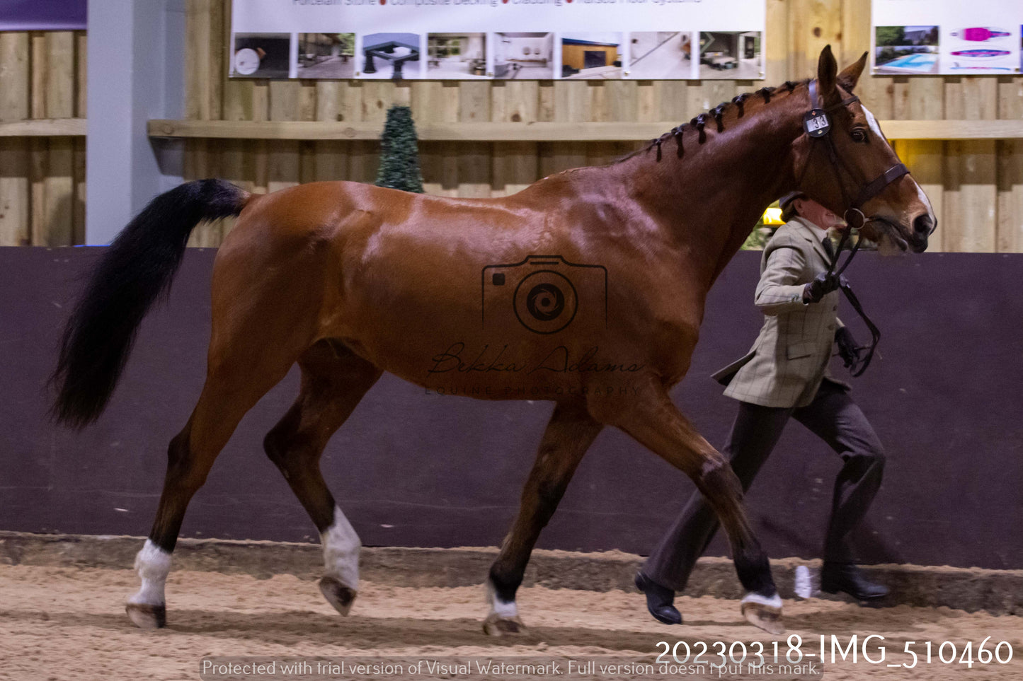 Home Farm Showing 18th March (Inhand)