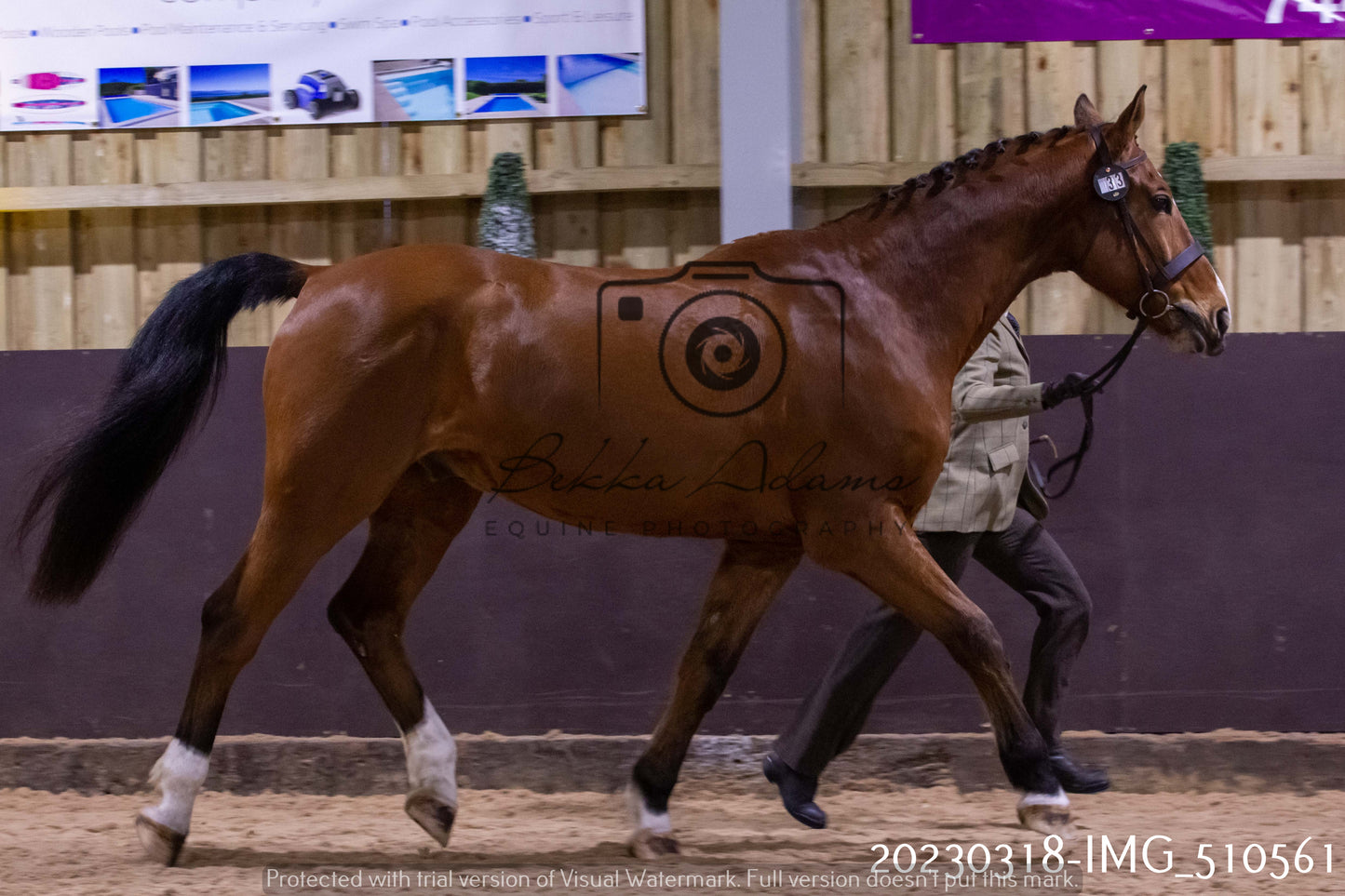 Home Farm Showing 18th March (Inhand)