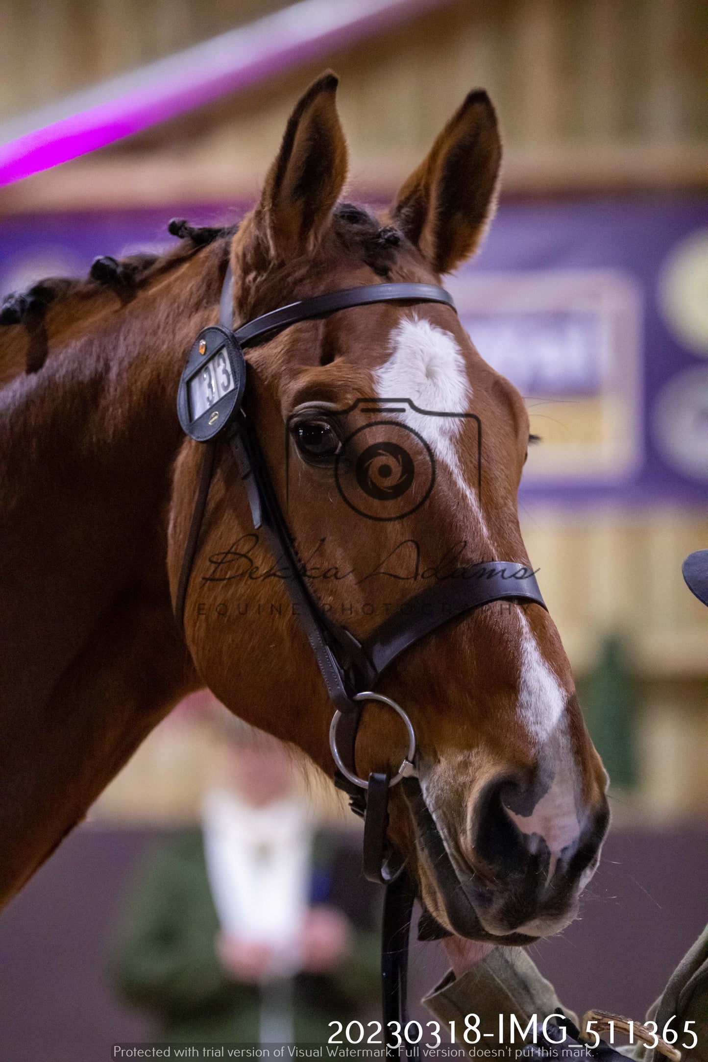 Home Farm Showing 18th March (Inhand)