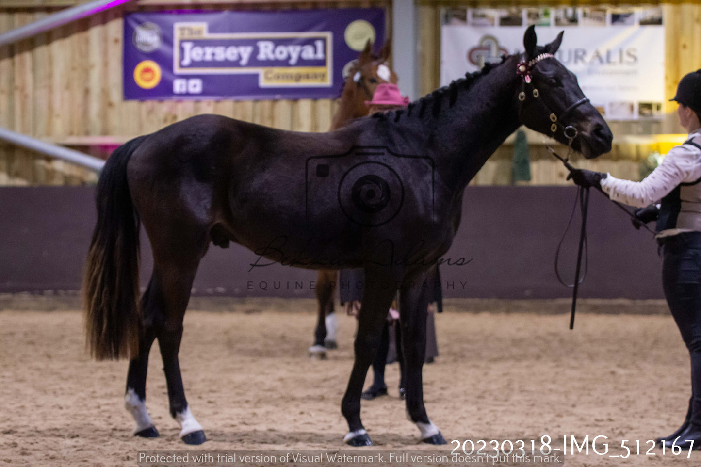 Home Farm Showing 18th March (Inhand)