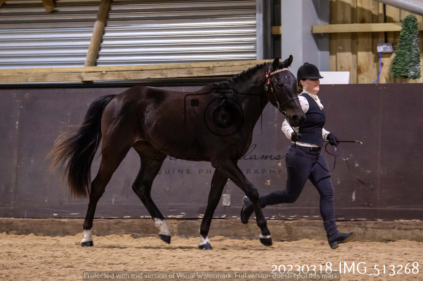 Home Farm Showing 18th March (Inhand)