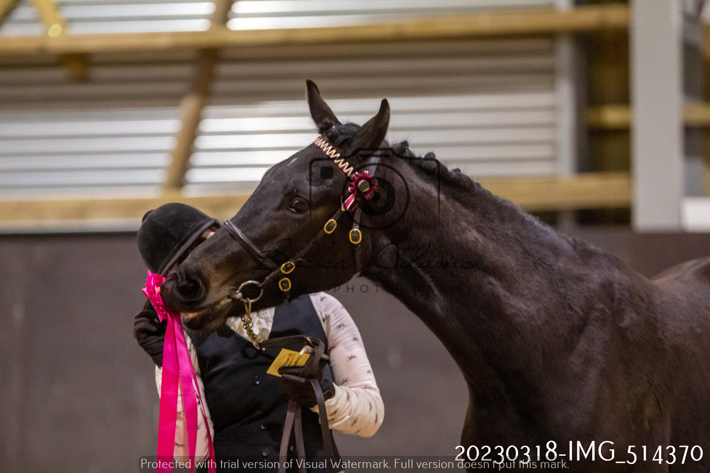 Home Farm Showing 18th March (Inhand)
