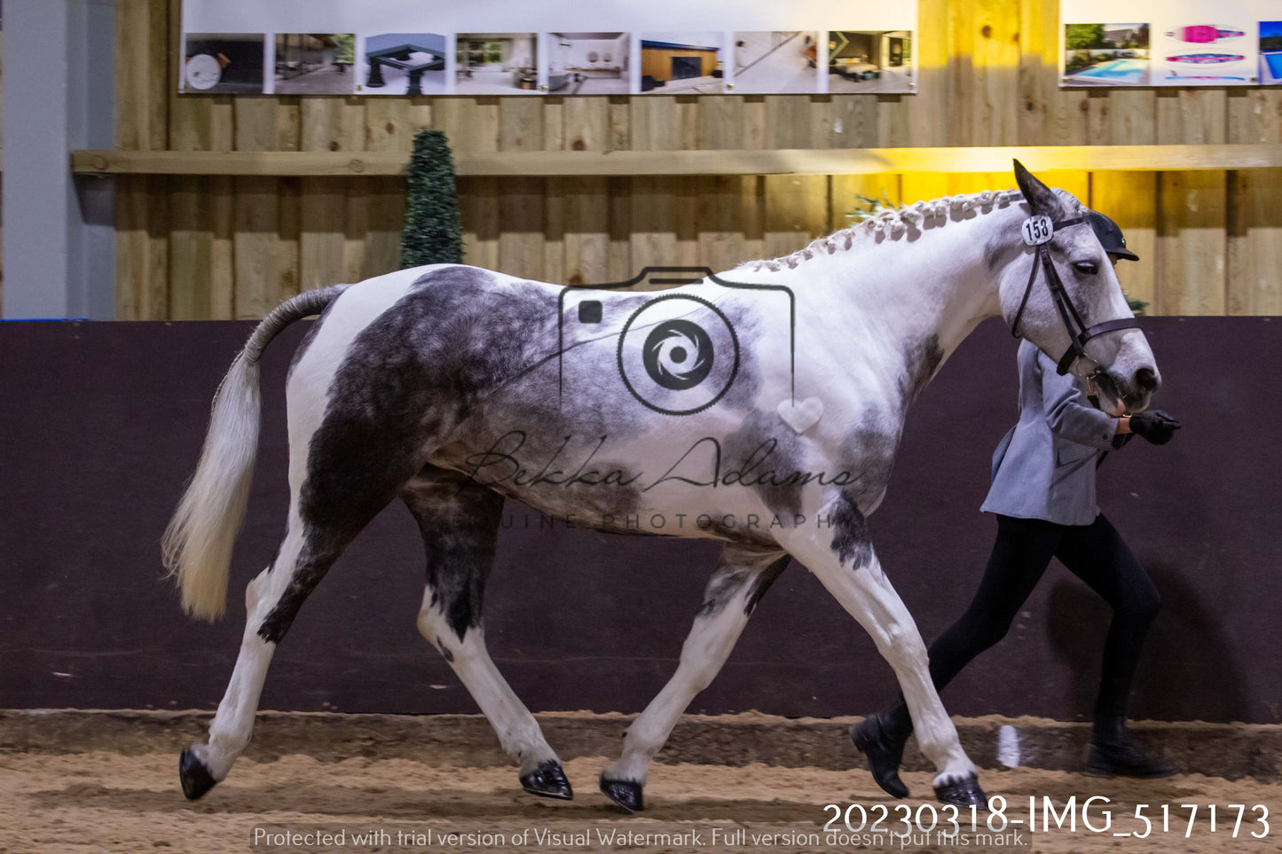 Home Farm Showing 18th March (Inhand)