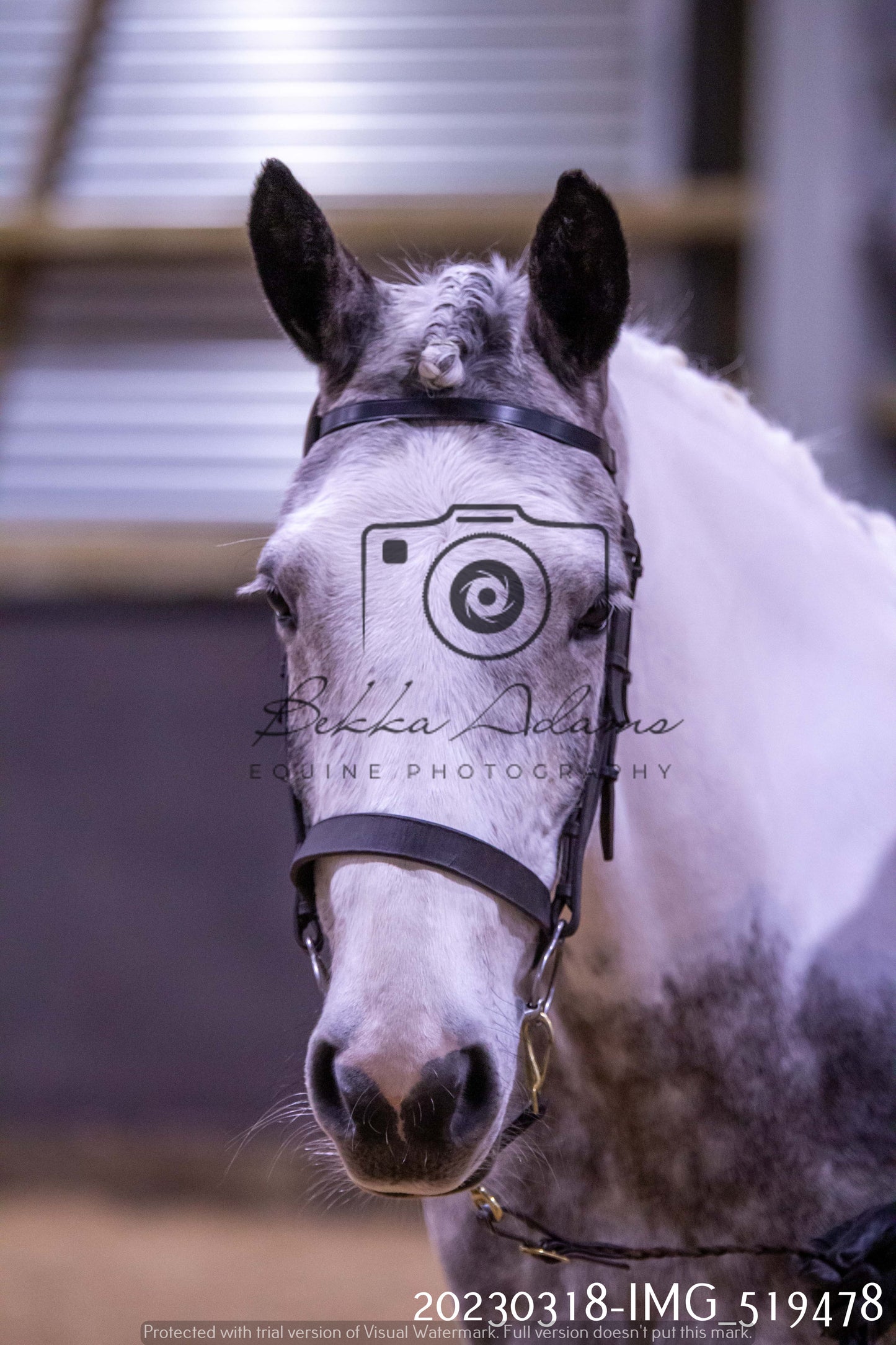 Home Farm Showing 18th March (Inhand)