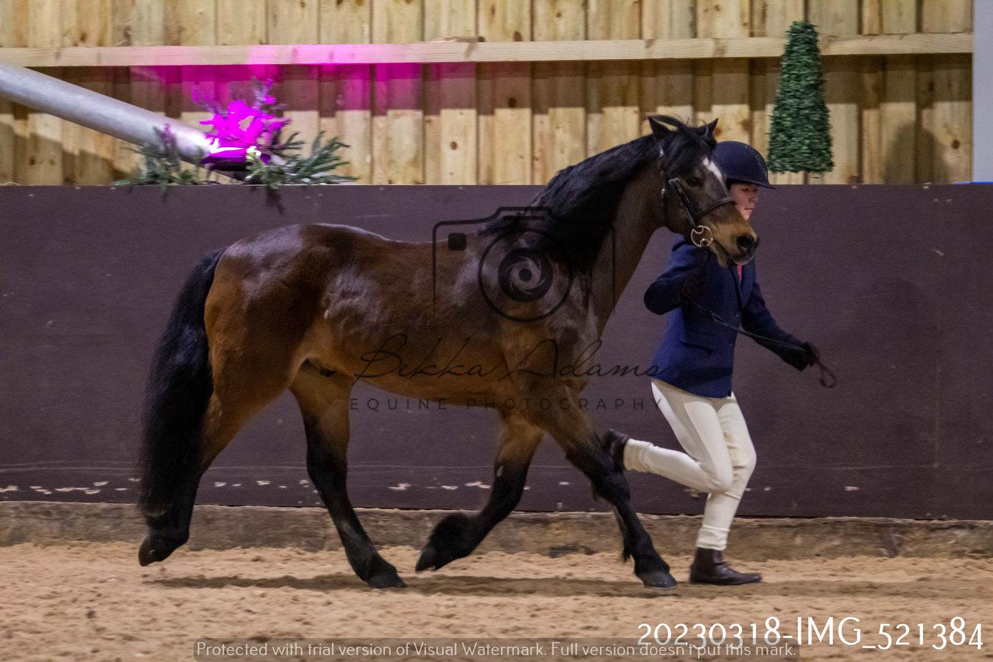 Home Farm Showing 18th March (Inhand)