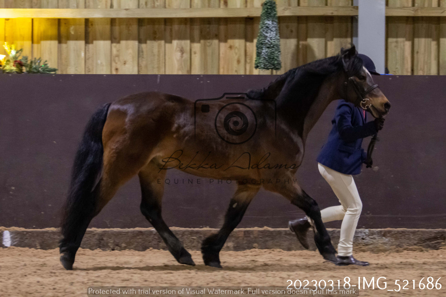 Home Farm Showing 18th March (Inhand)