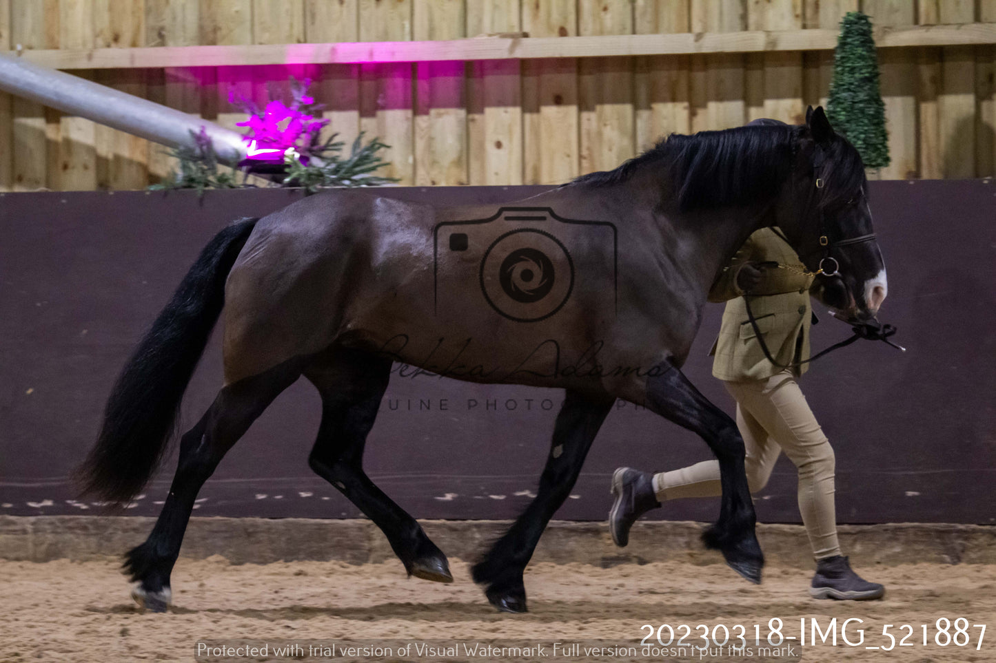Home Farm Showing 18th March (Inhand)