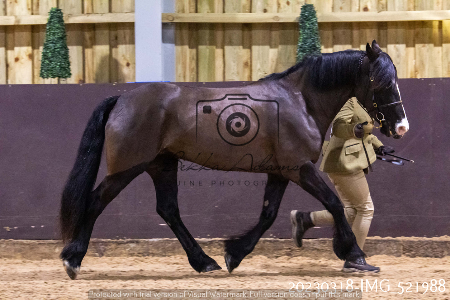 Home Farm Showing 18th March (Inhand)